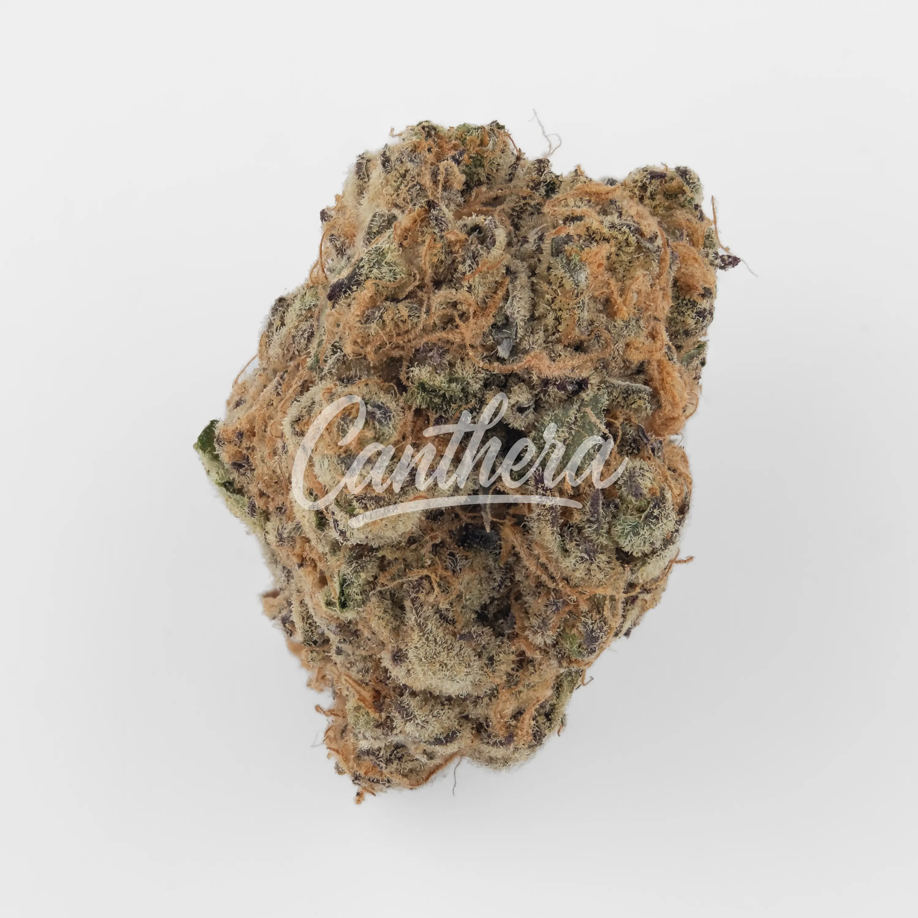 Nahaufnahme einer medizinischen Cannabisblüte