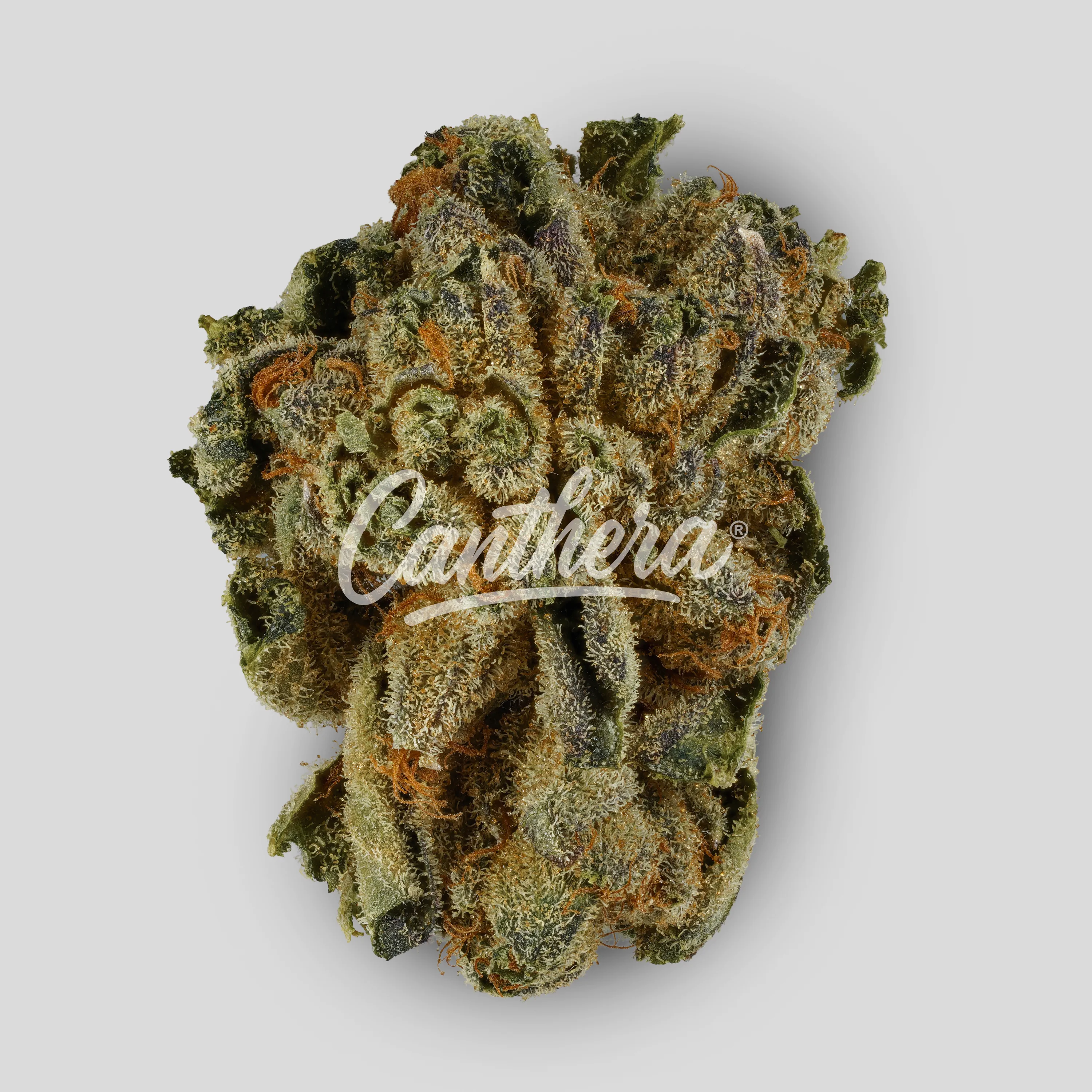 Tilray THC 18 Hybrid No. 2 - Pink Kush Tilray THC 18 Hybrid No. 2 - Pink Kush
