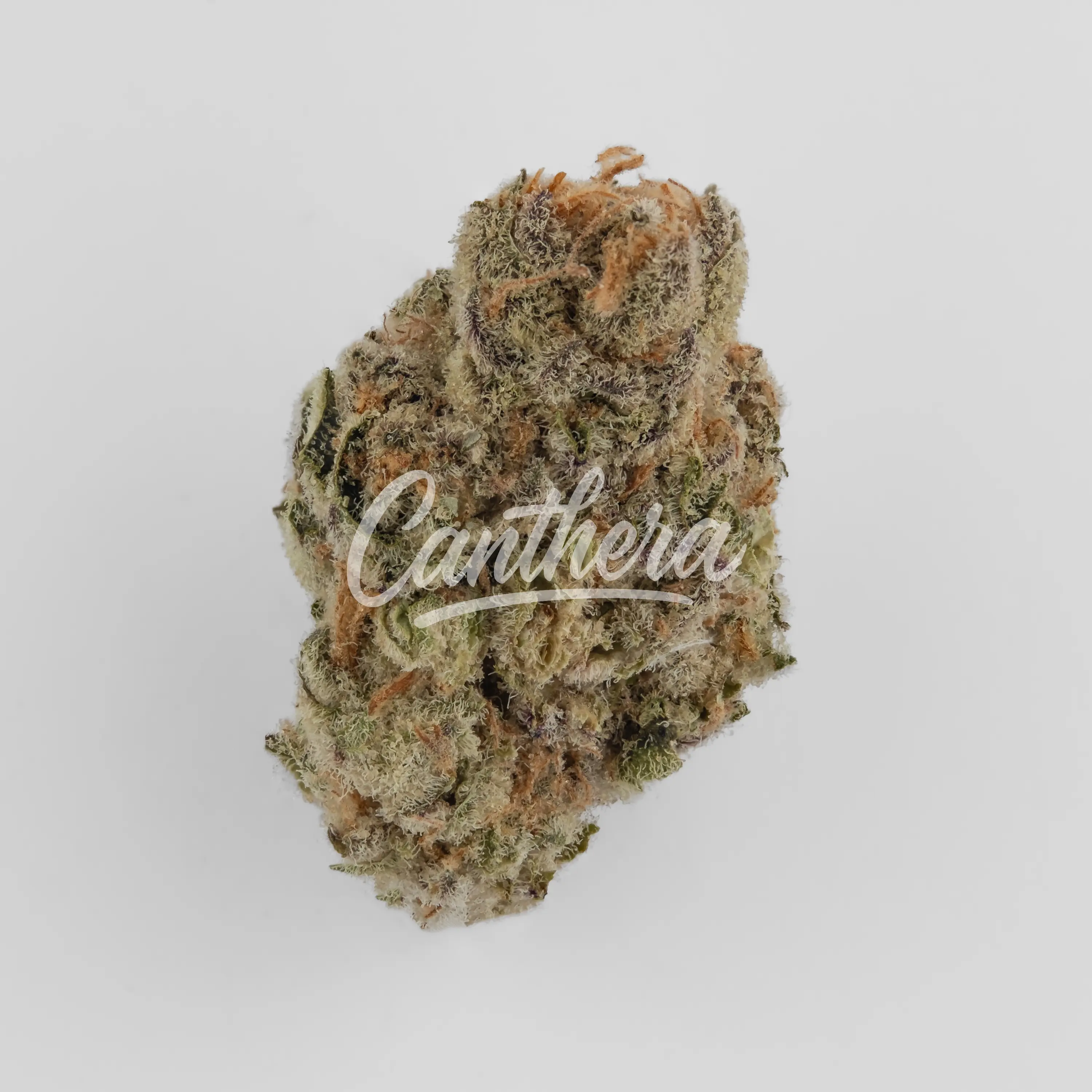 Cannamedical Indica classic ZAF - Black Cherry Punch Nahaufnahme einer medizinischen Cannabisblüte