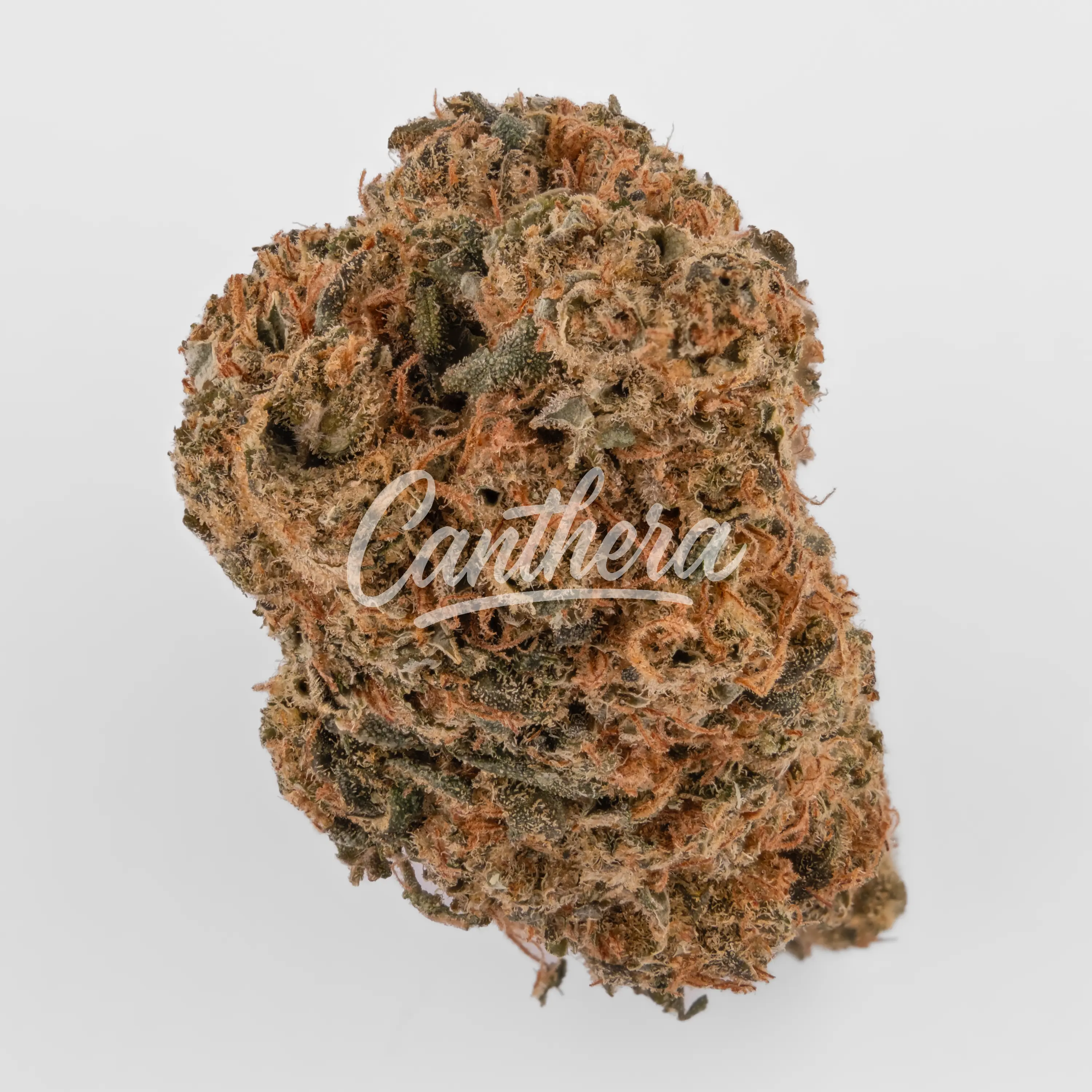 Remexian Balanced CNF MCC 8/14 - Mango Cheese Nahaufnahme einer medizinischen Cannabisblüte