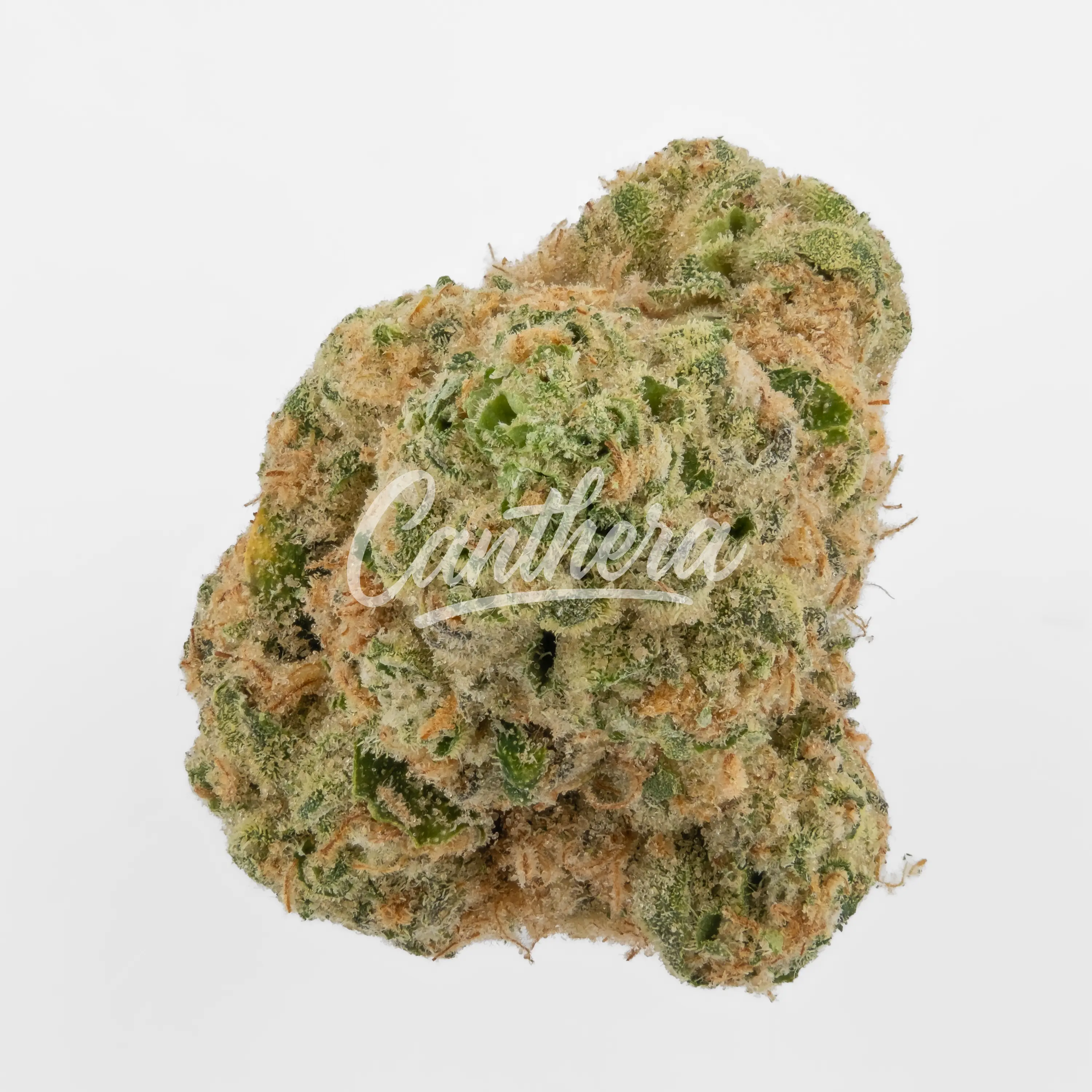 Nahaufnahme einer medizinischen Cannabisblüte