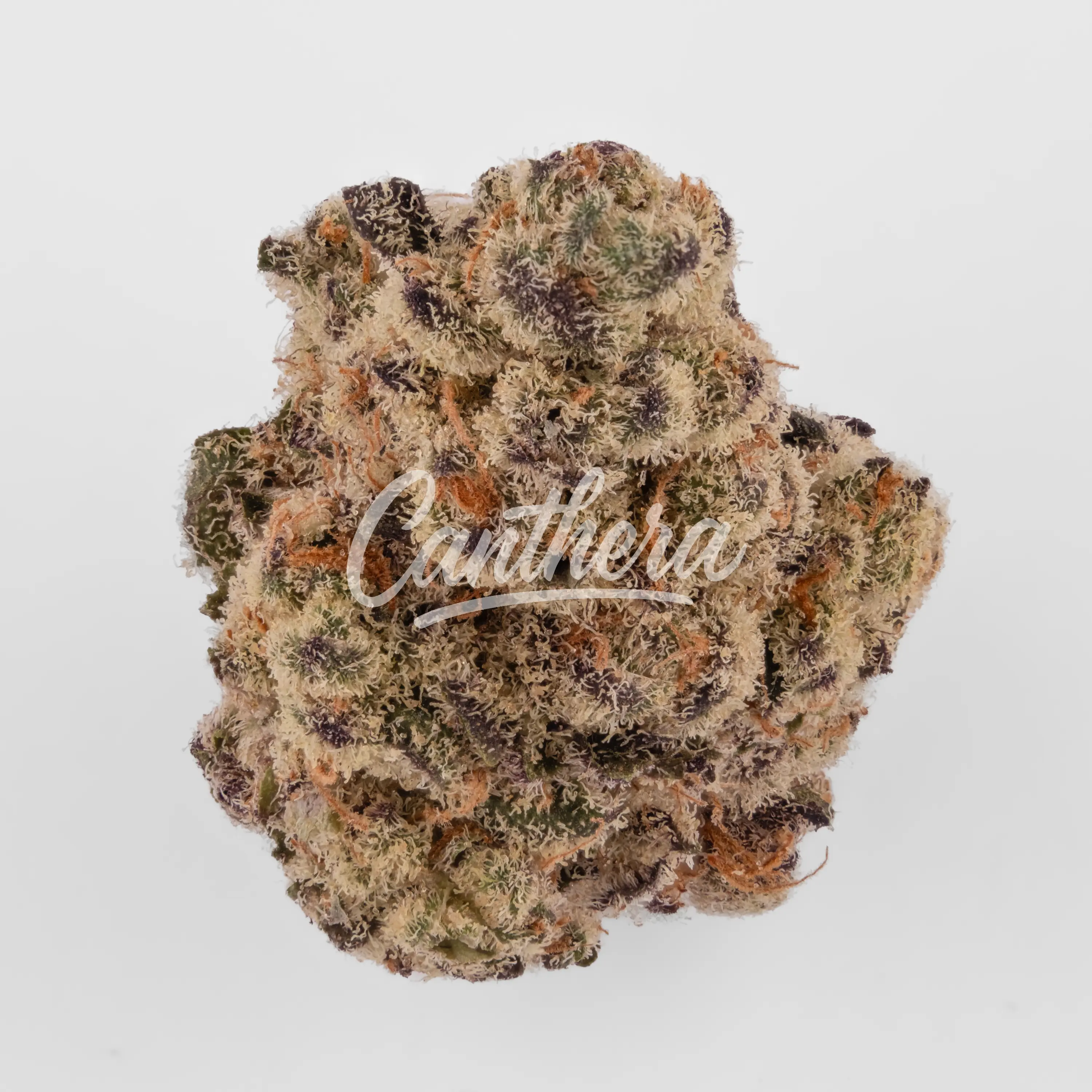 22/1 Amici BH - Blueberry Headband Nahaufnahme einer medizinischen Cannabisblüte