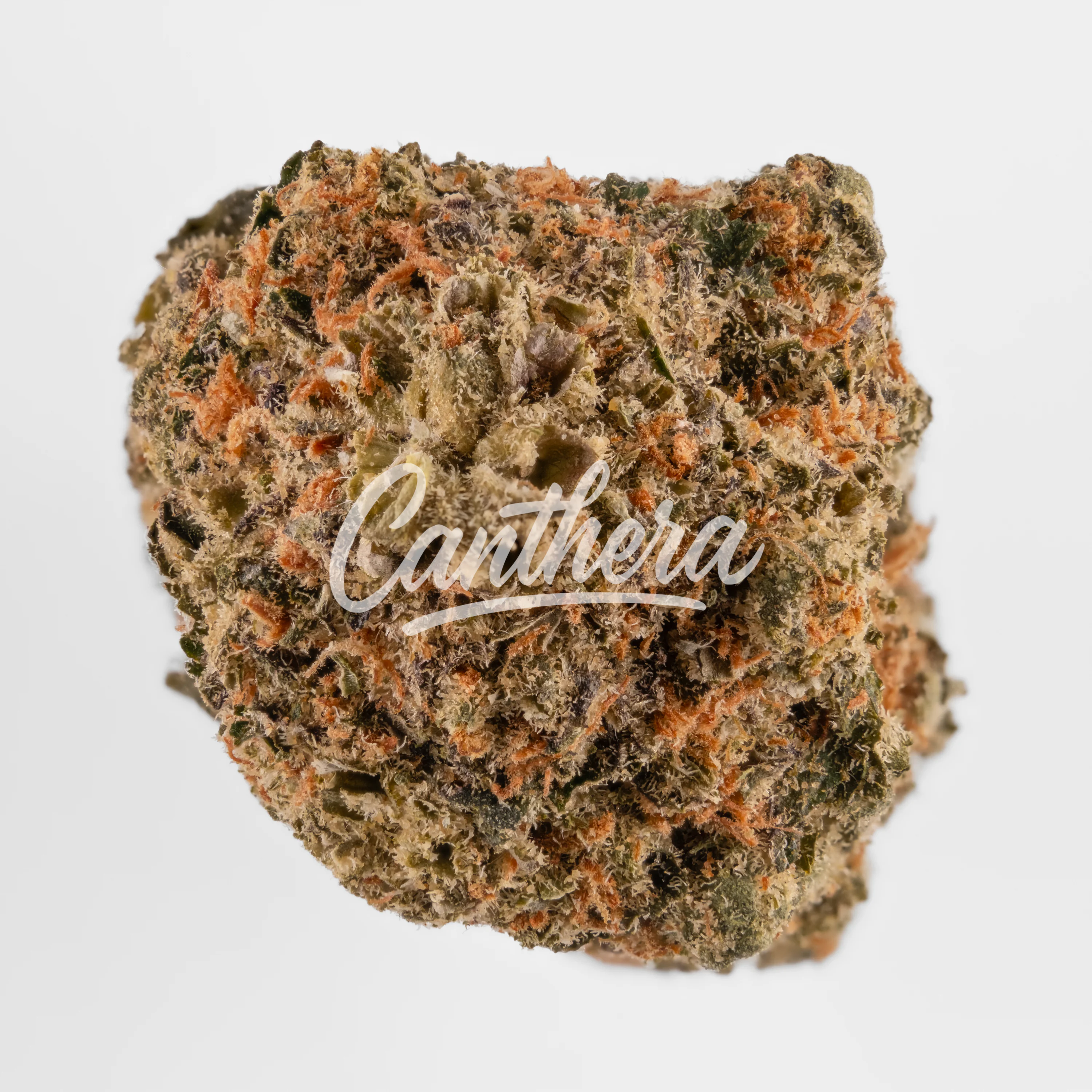 Huala 27/1 UK CIN - Cinderella Kush Huala 27/1 UK CIN - Cinderella Kush