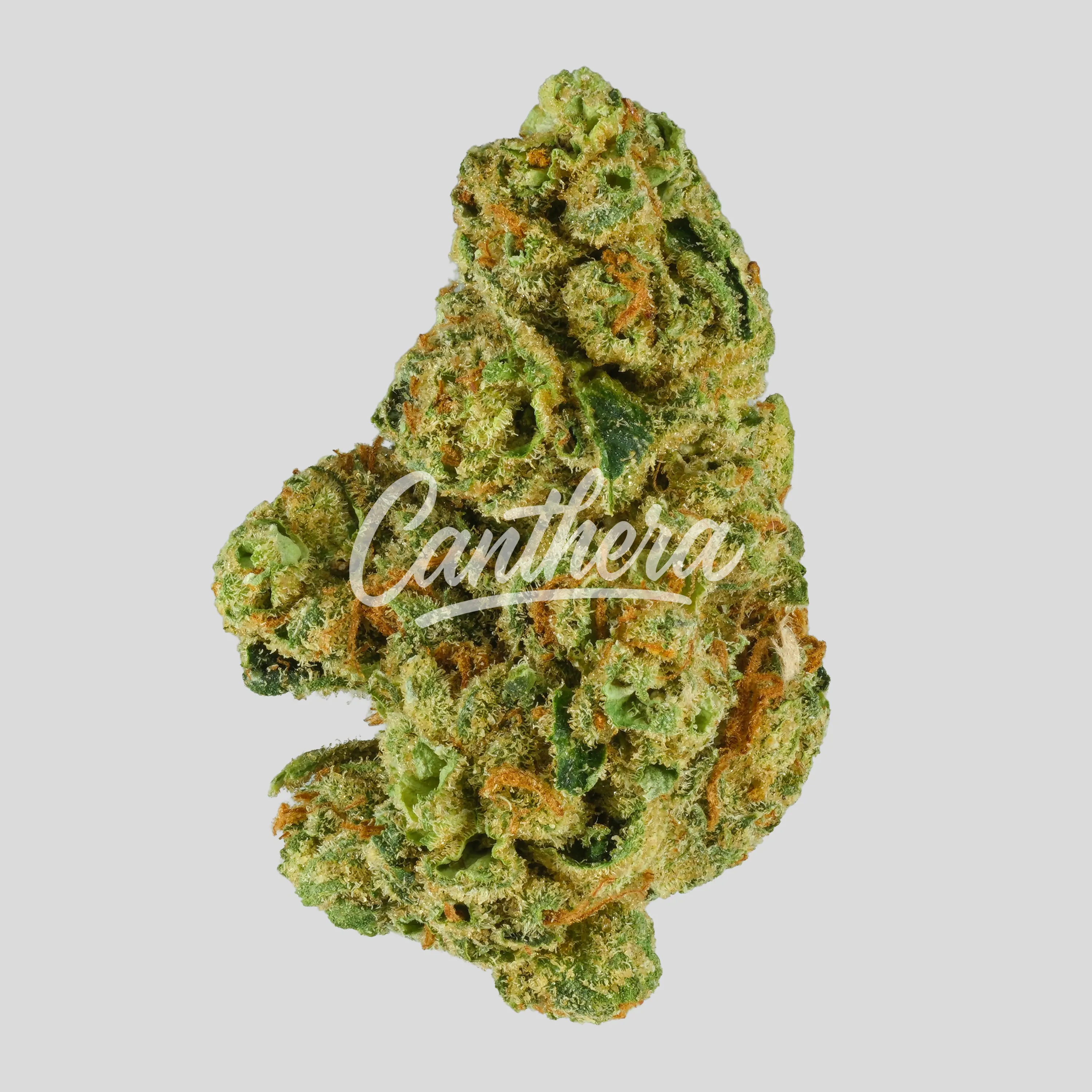 Daily Special 21/1 LEM - Lemonatti Daily Special 21/1 LEM - Lemonatti