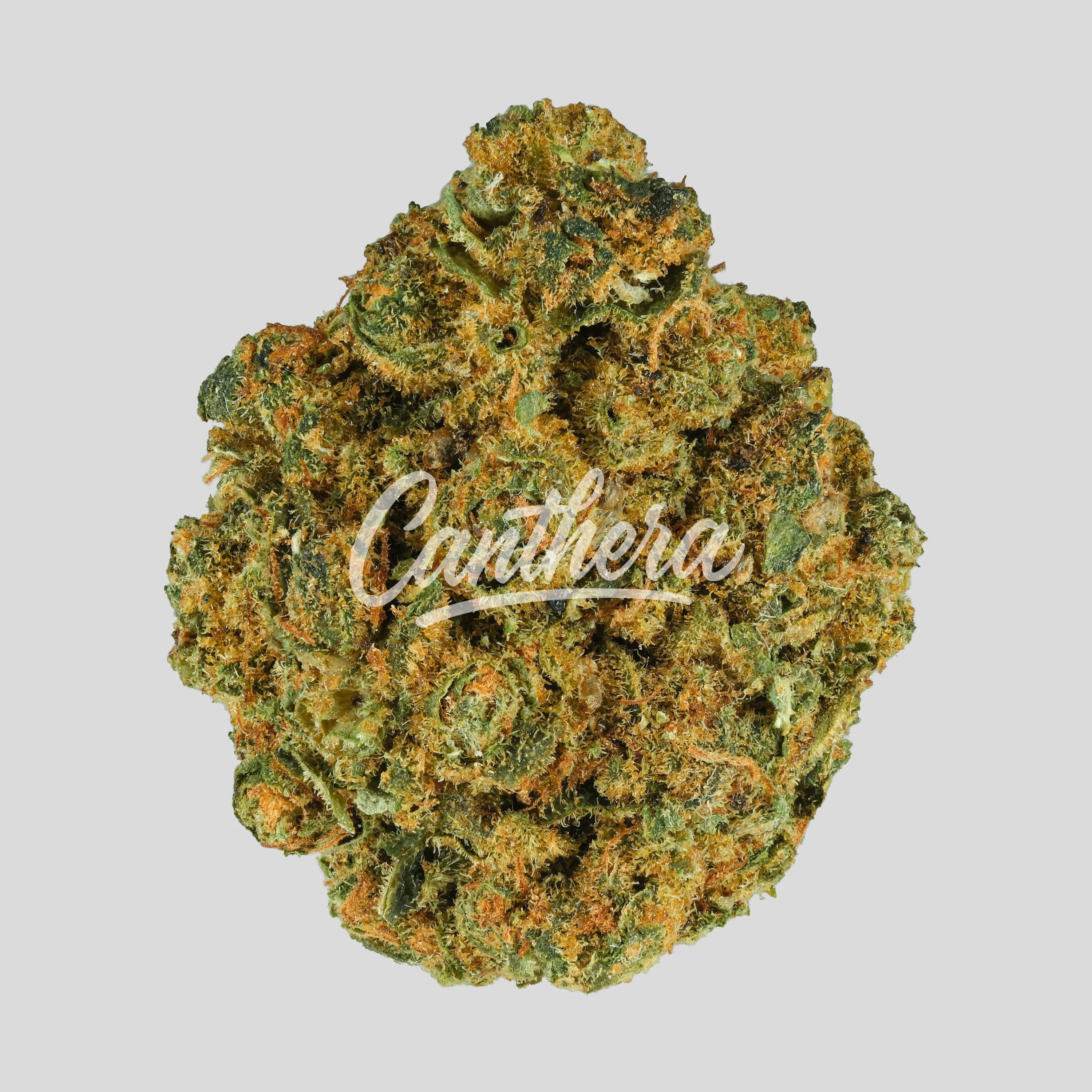 Weeco 23/1 KL Prince Louis - Cali Sunset Weeco 23/1 KL Prince Louis - Cali Sunset