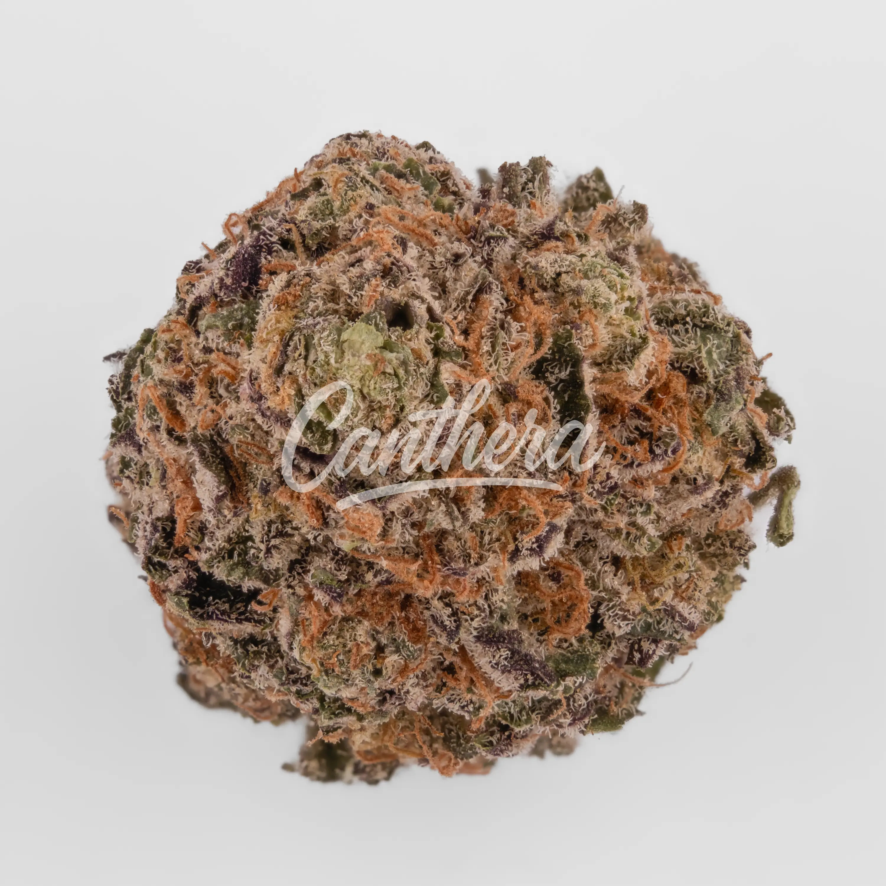 Nahaufnahme einer medizinischen Cannabisblüte