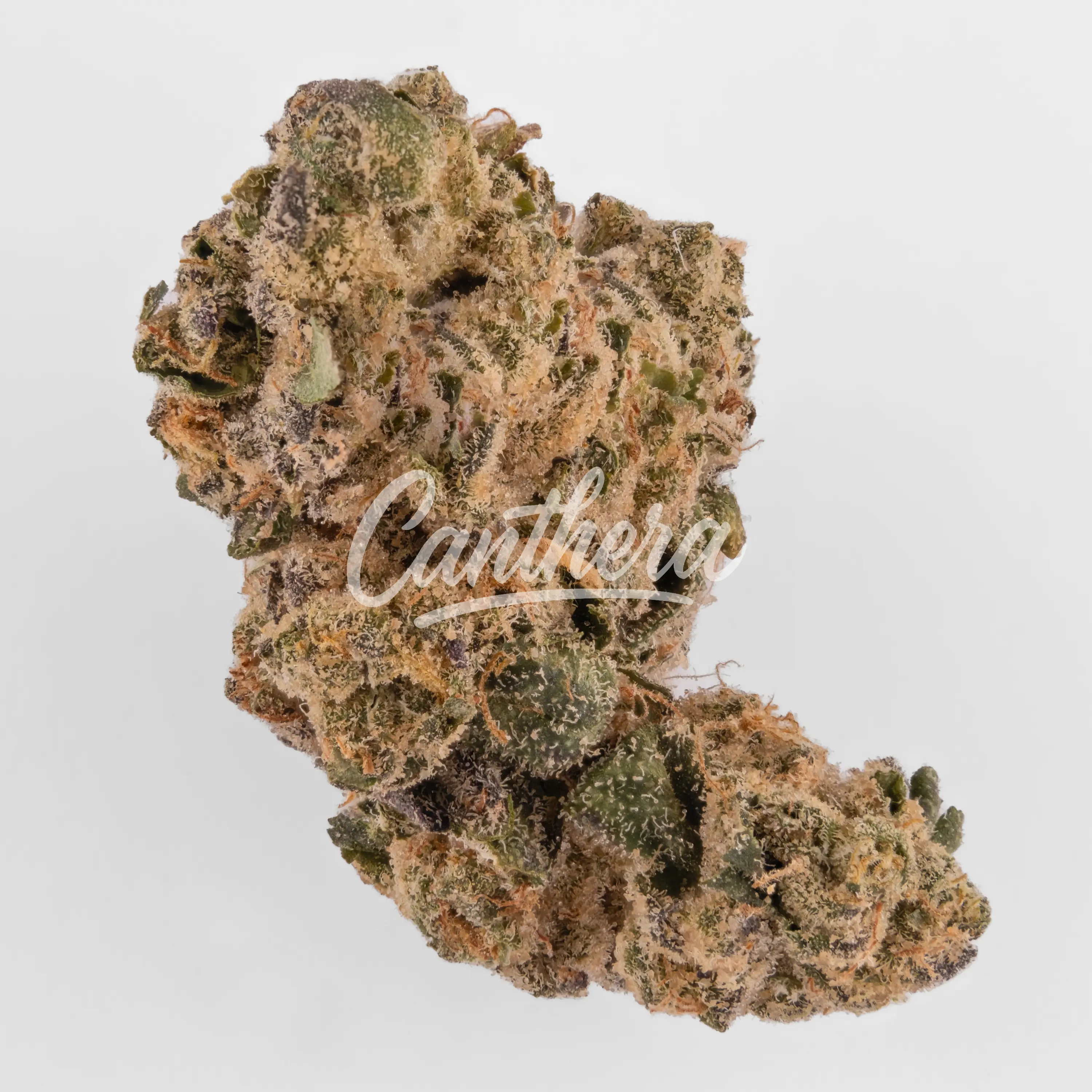 Nahaufnahme einer medizinischen Cannabisblüte