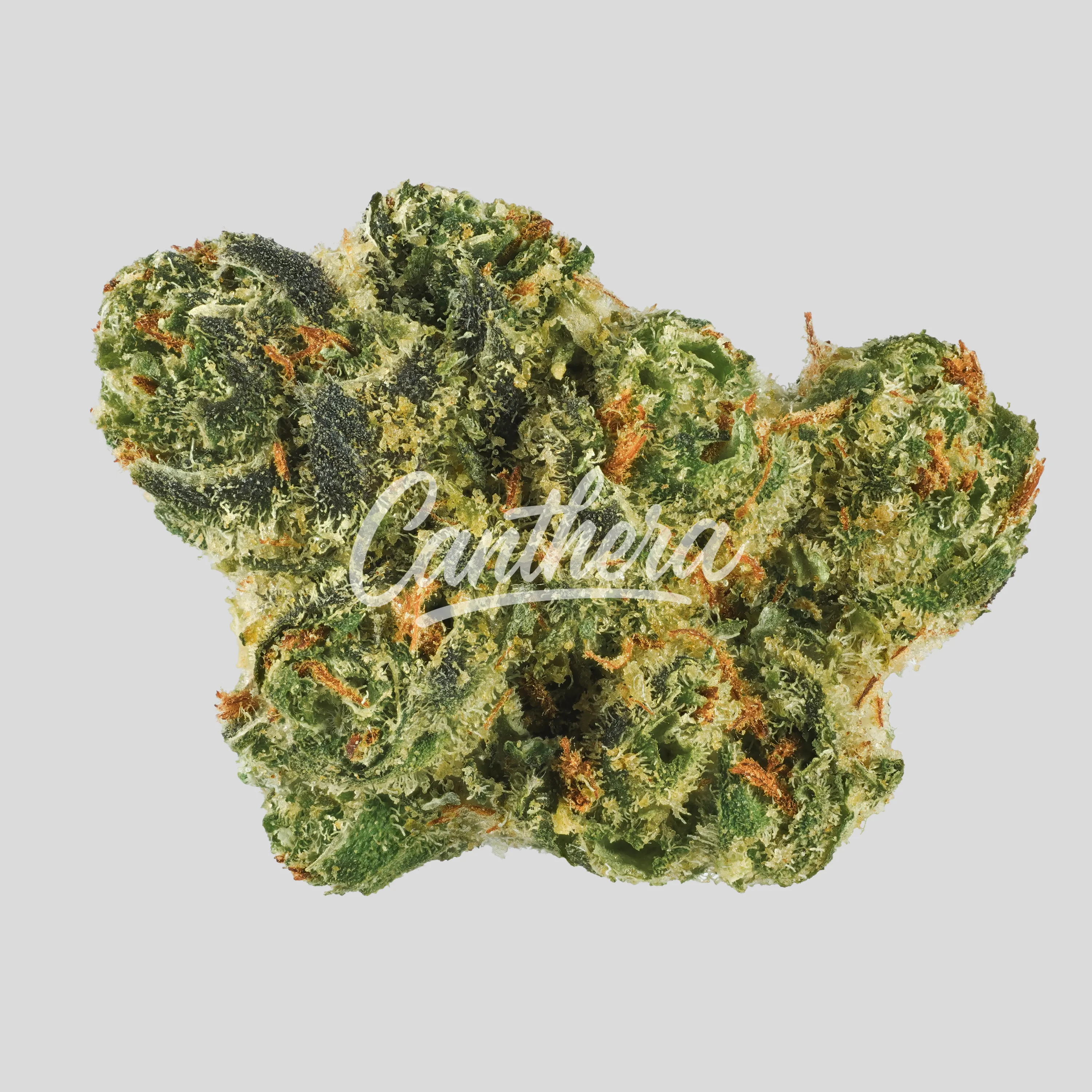 Canopy AKH 22 (Red No. 4) - Afghan Kush