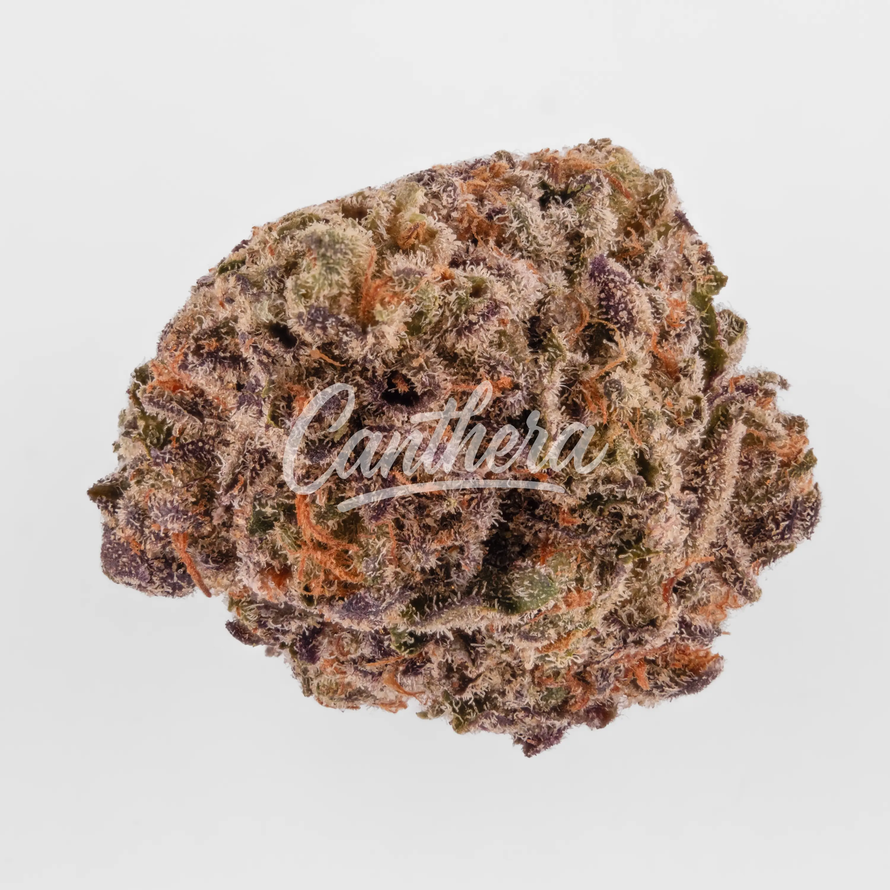 Nahaufnahme einer medizinischen Cannabisblüte