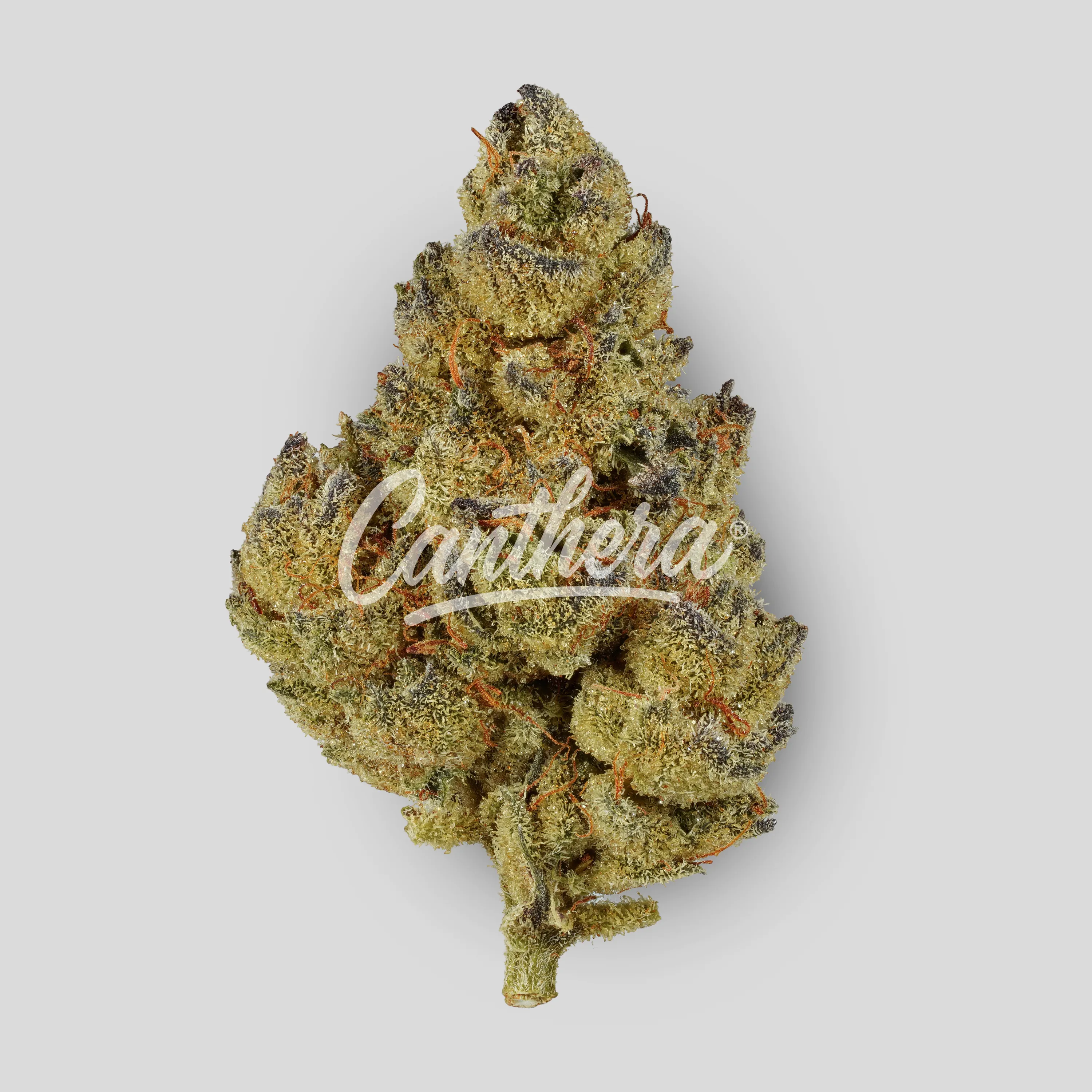 Cannamedical Indica Light ZAF - Biscotti Mintz Cannamedical Indica Light ZAF - Biscotti Mintz