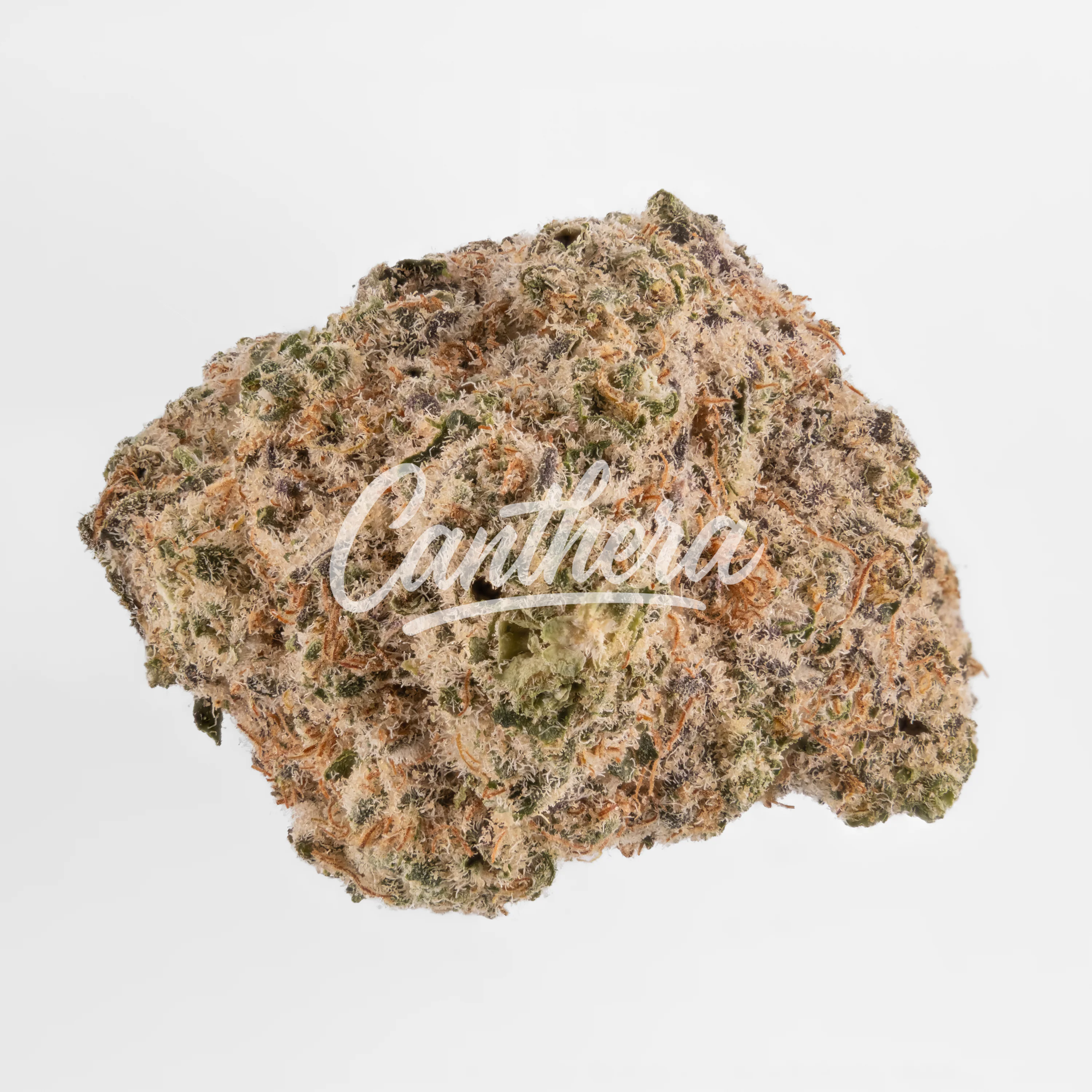 Remexian 30/1 MTL PAR - Pablo's Revenge