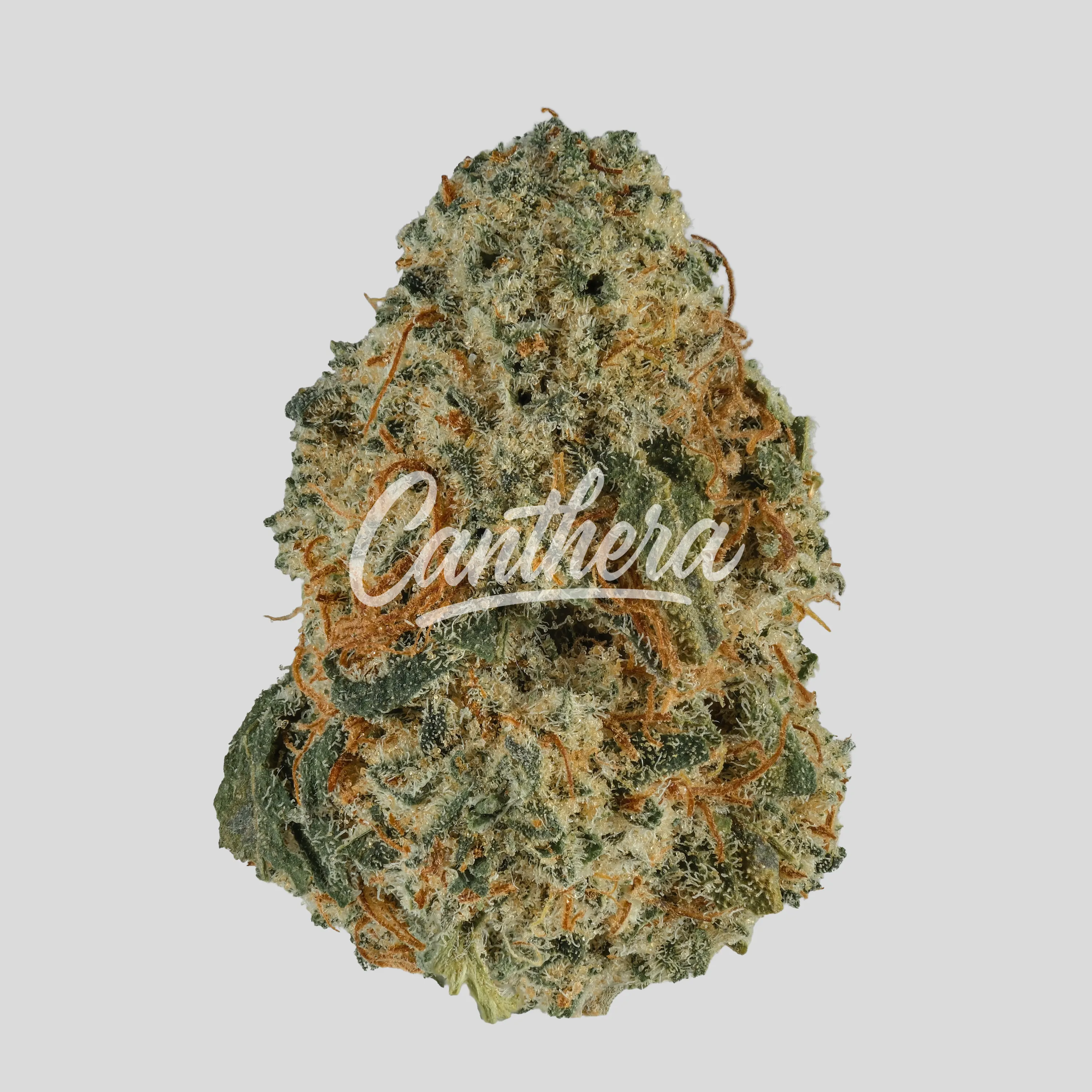 Buuo 26/1 LVM - Engine Fuel Gelato