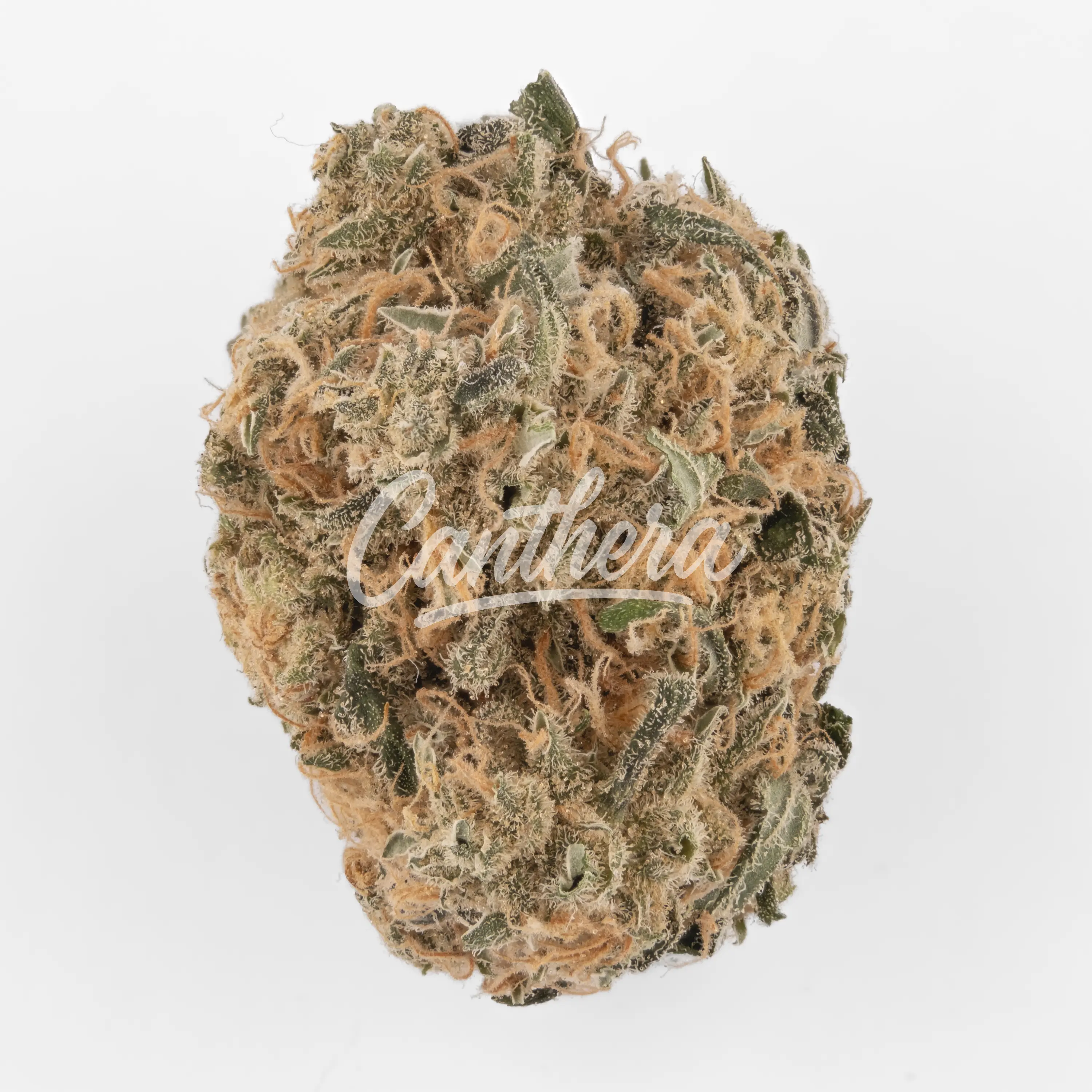 Cannamedical Indica Forte DK - Sky Berry Kush Nahaufnahme einer medizinischen Cannabisblüte