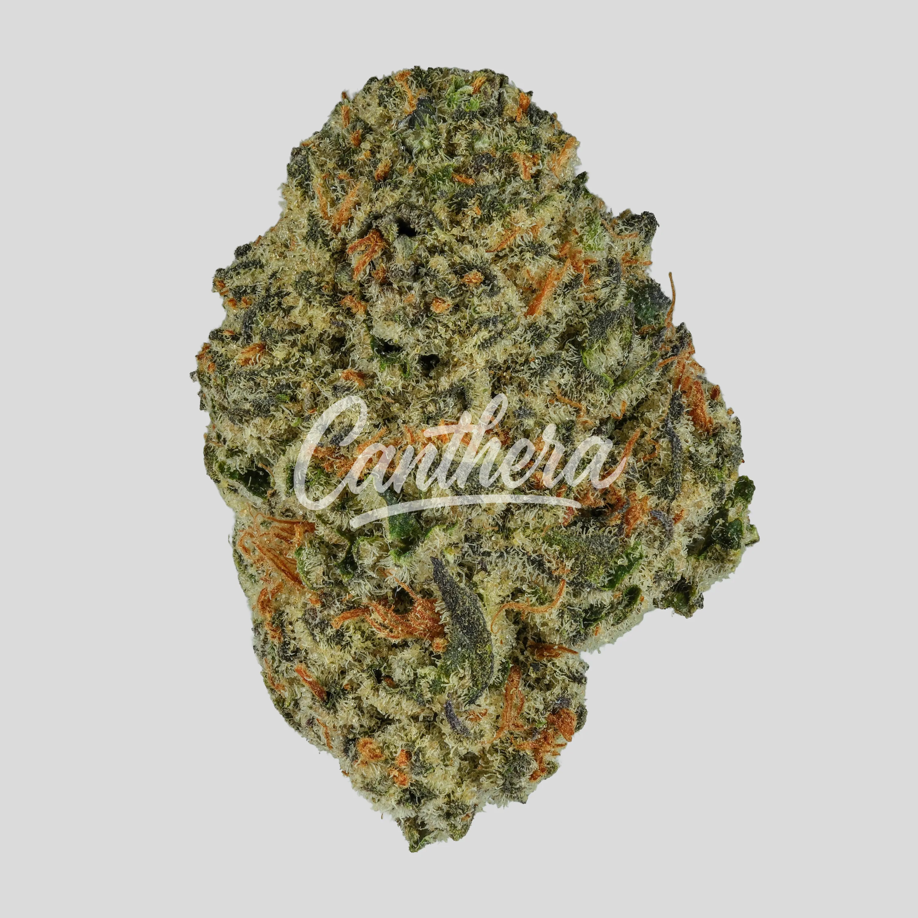 GT Regular Drop 25/1 - Citron Cookies X Biker Kush GT Regular Drop 25/1 - Citron Cookies X Biker Kush
