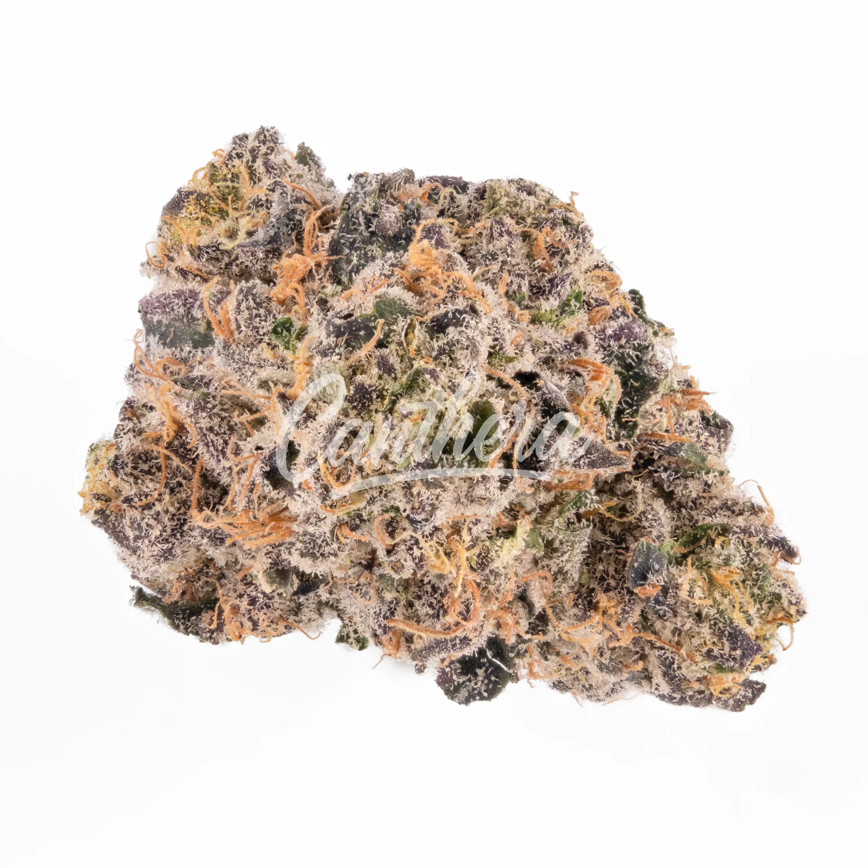 Enua 25/1 SJ CA - Splitter Jelato