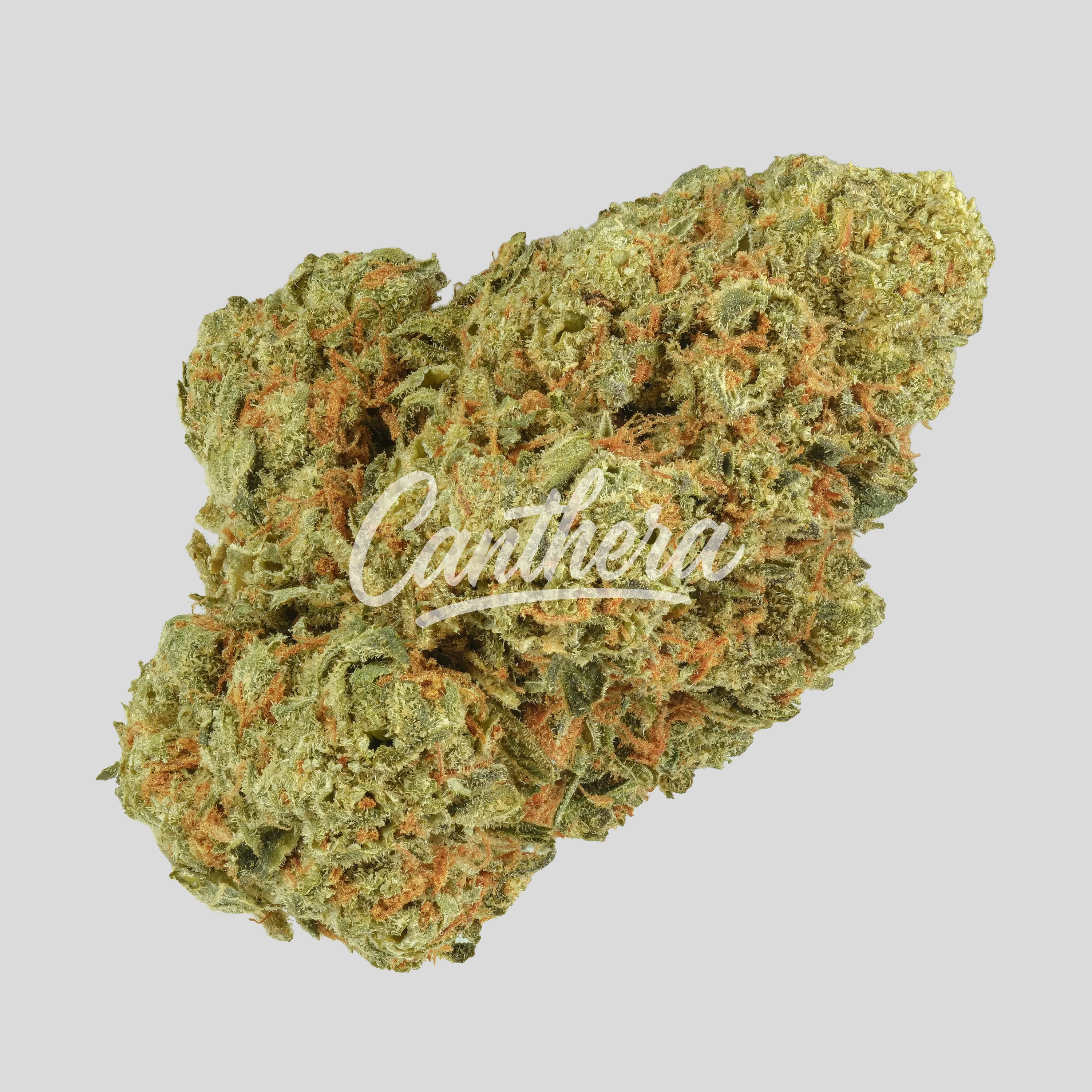 Huala 22/1 CA GBG - Grape Burger Huala 22/1 CA GBG - Grape Burger