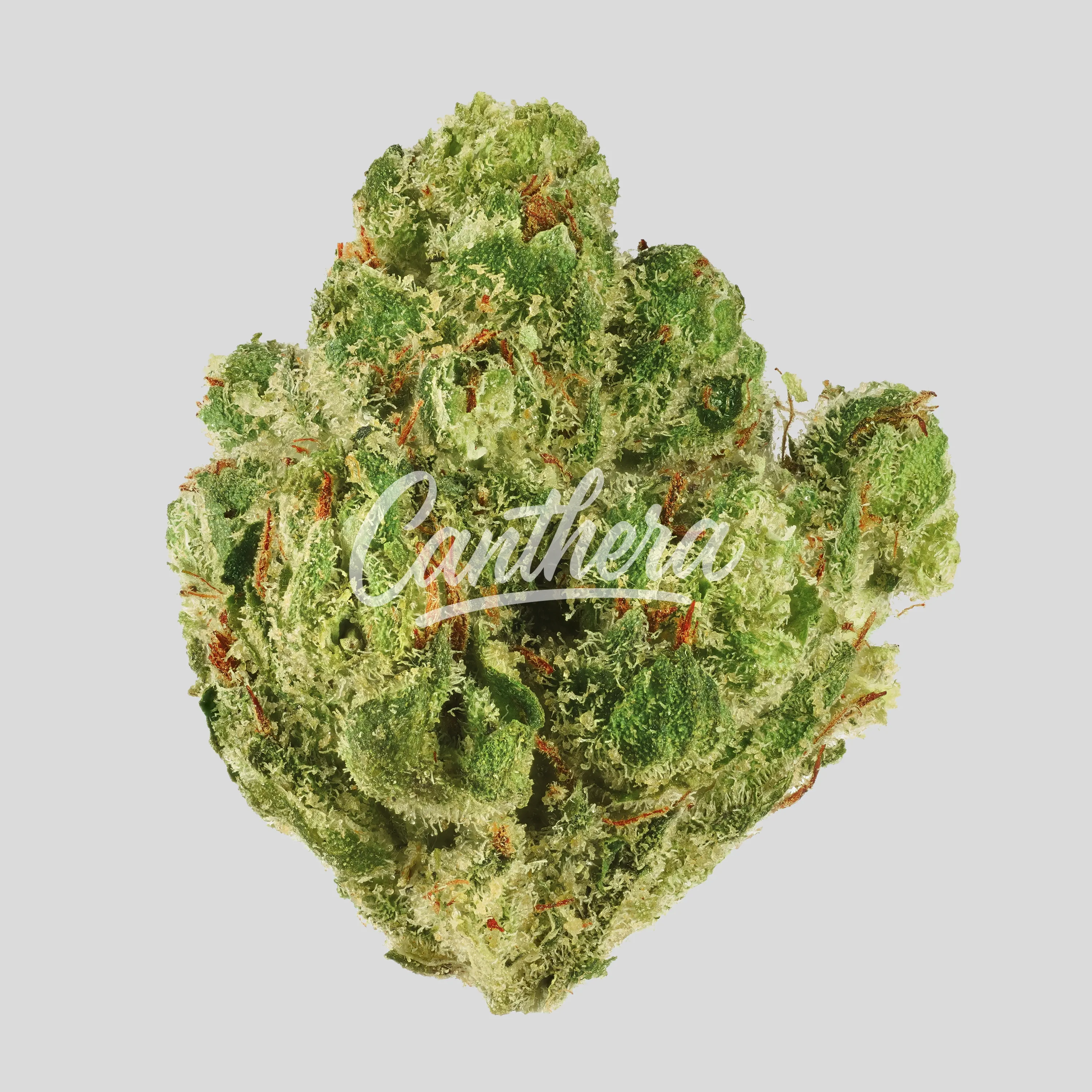 Canopy Bakerstreet 22/1 - Hindu Kush