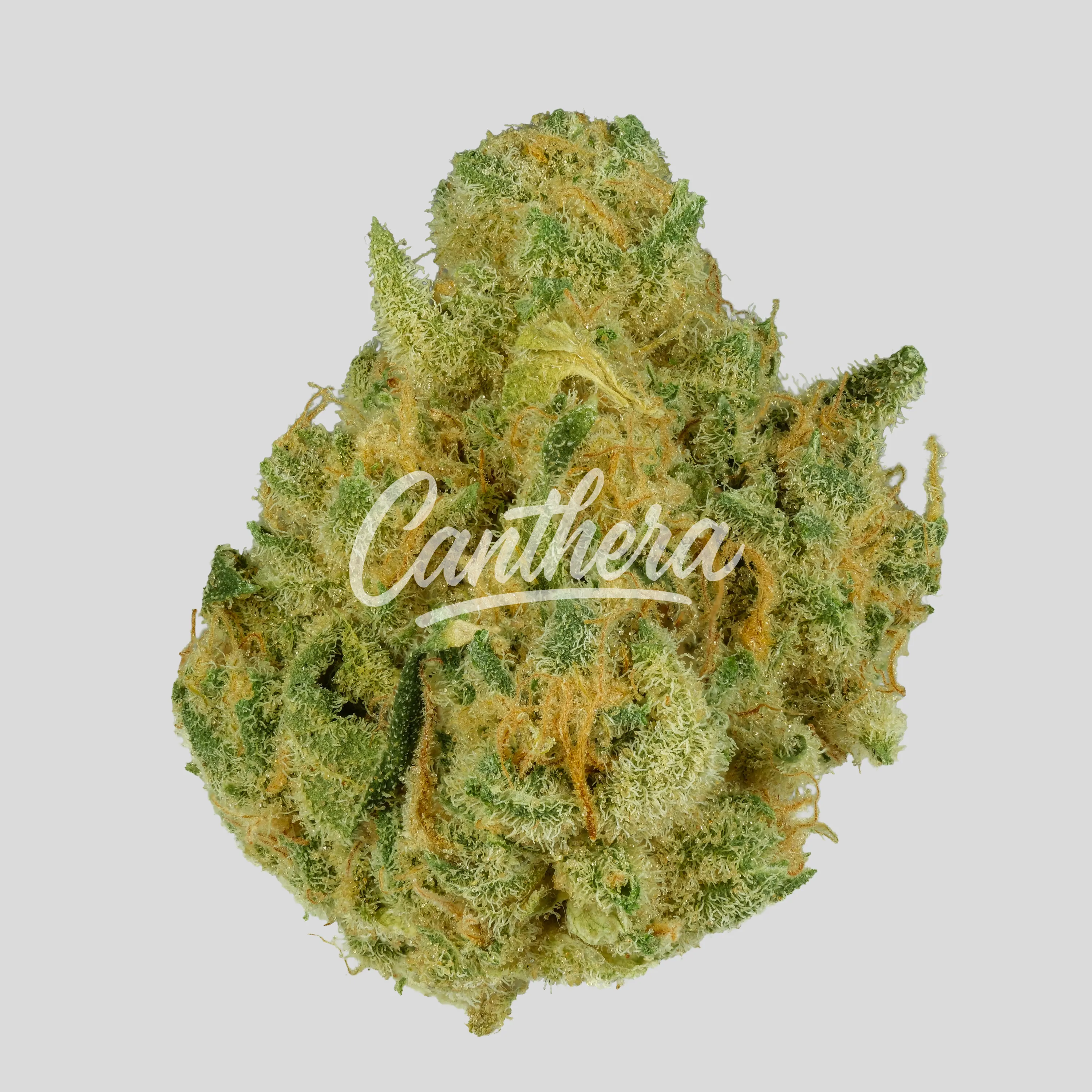 Rua Rau Hiwa 23/1 - Legacy 1