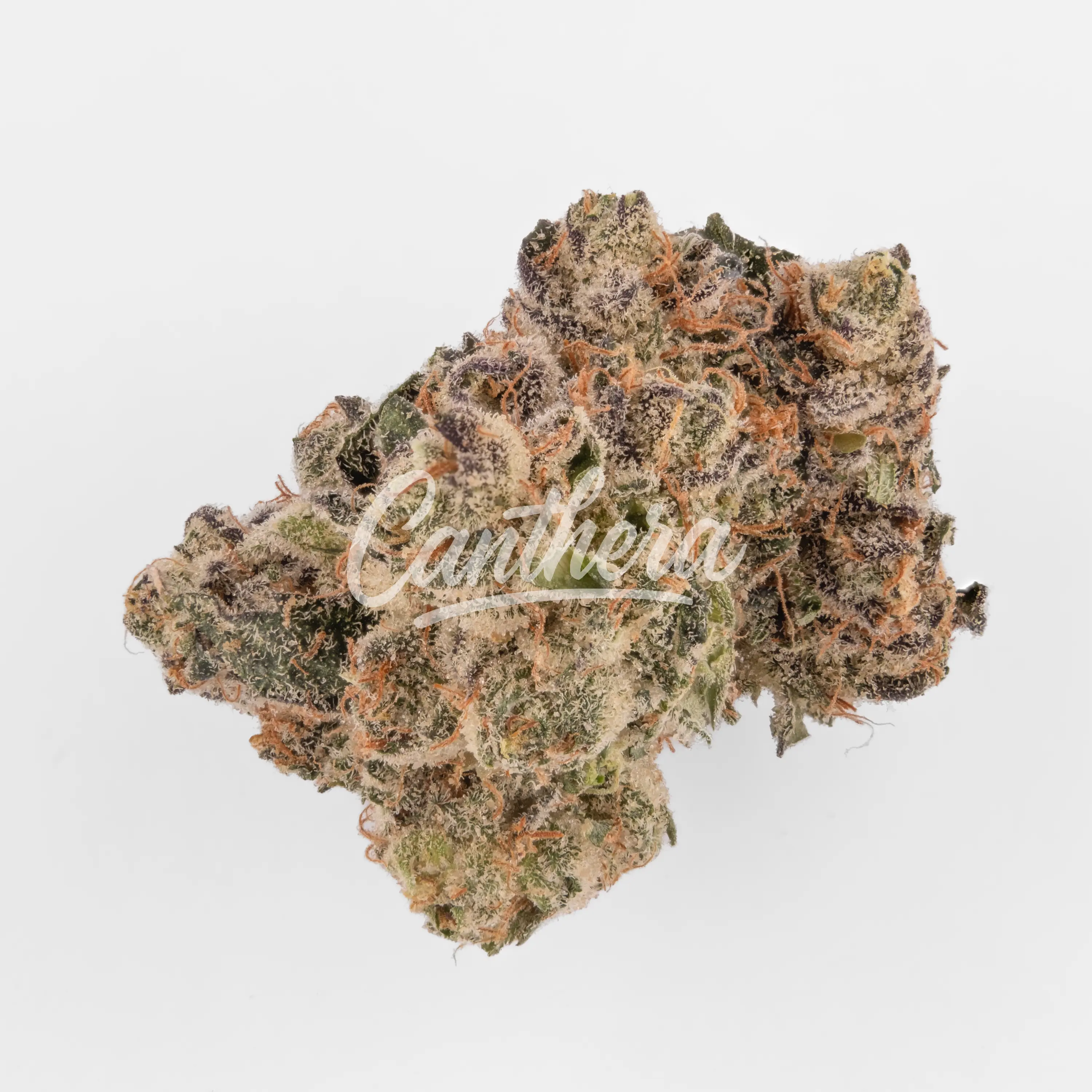 Bathera 28/1 FA - Facetz Nahaufnahme einer medizinischen Cannabisblüte