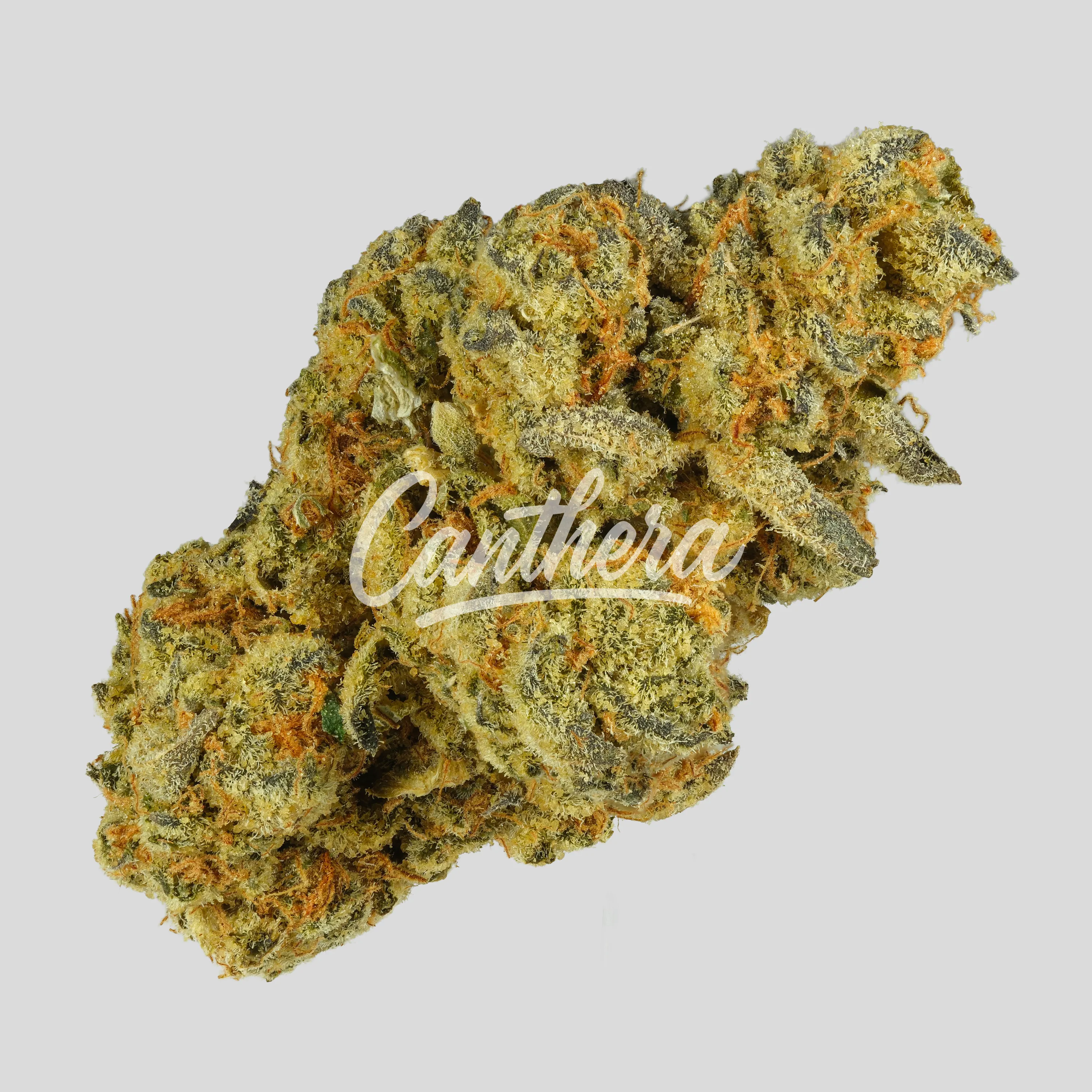 Nimbus easy 30/1 - French Cookies Nimbus easy 30/1 - French Cookies