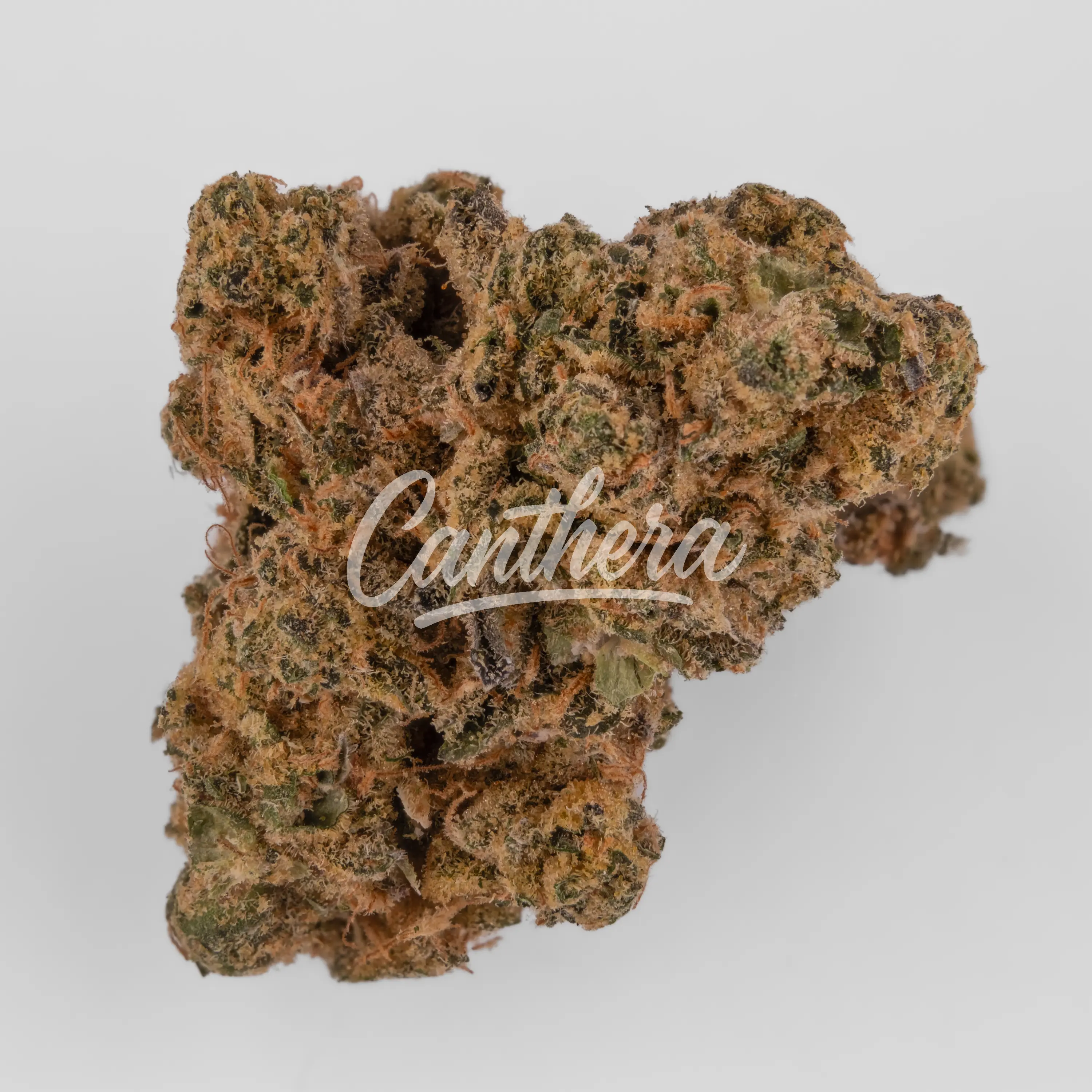 Nahaufnahme einer medizinischen Cannabisblüte