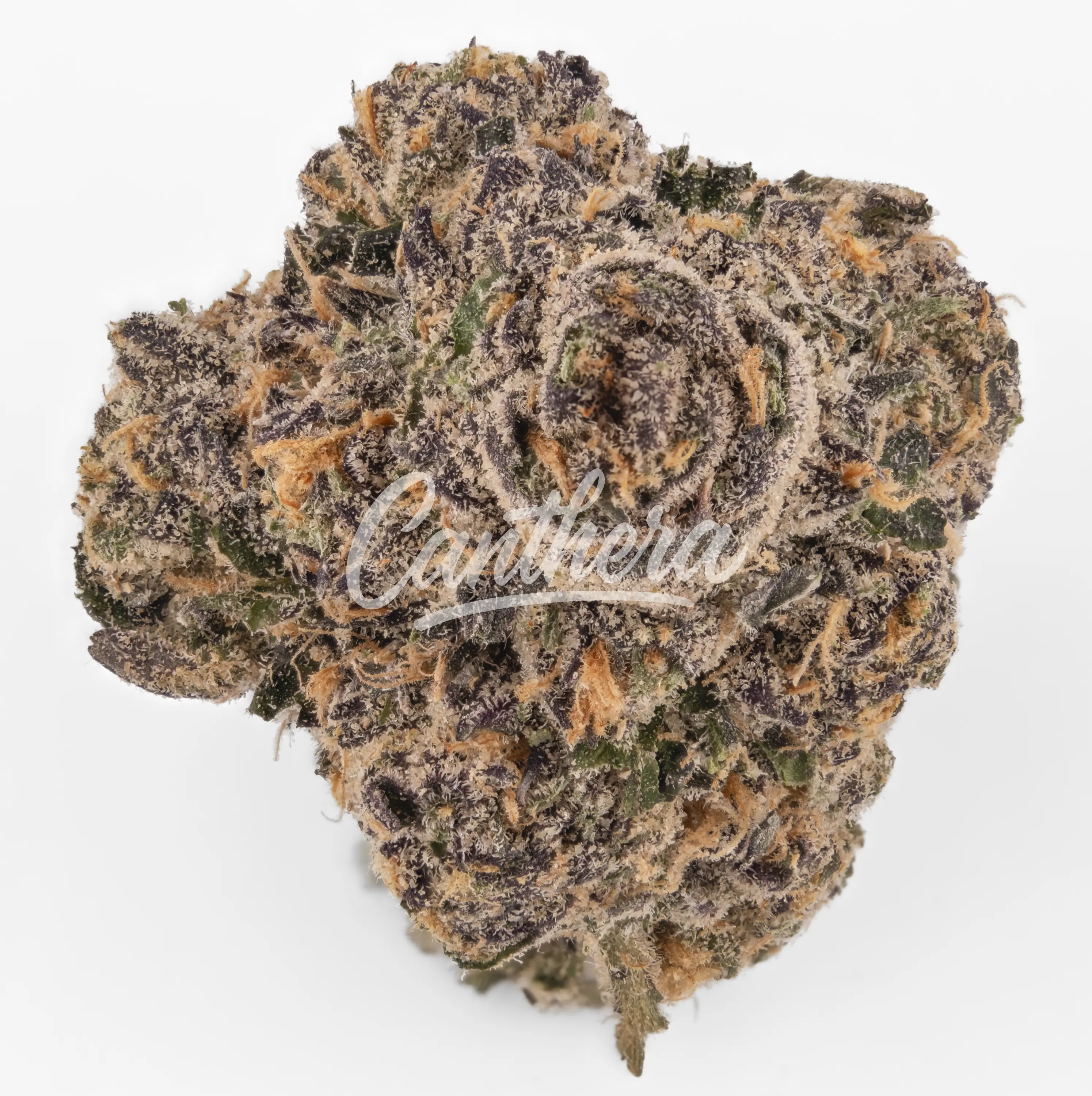 420 Compound 25/1 CA RGR - Rose Gold Runtz Nahaufnahme einer medizinischen Cannabisblüte