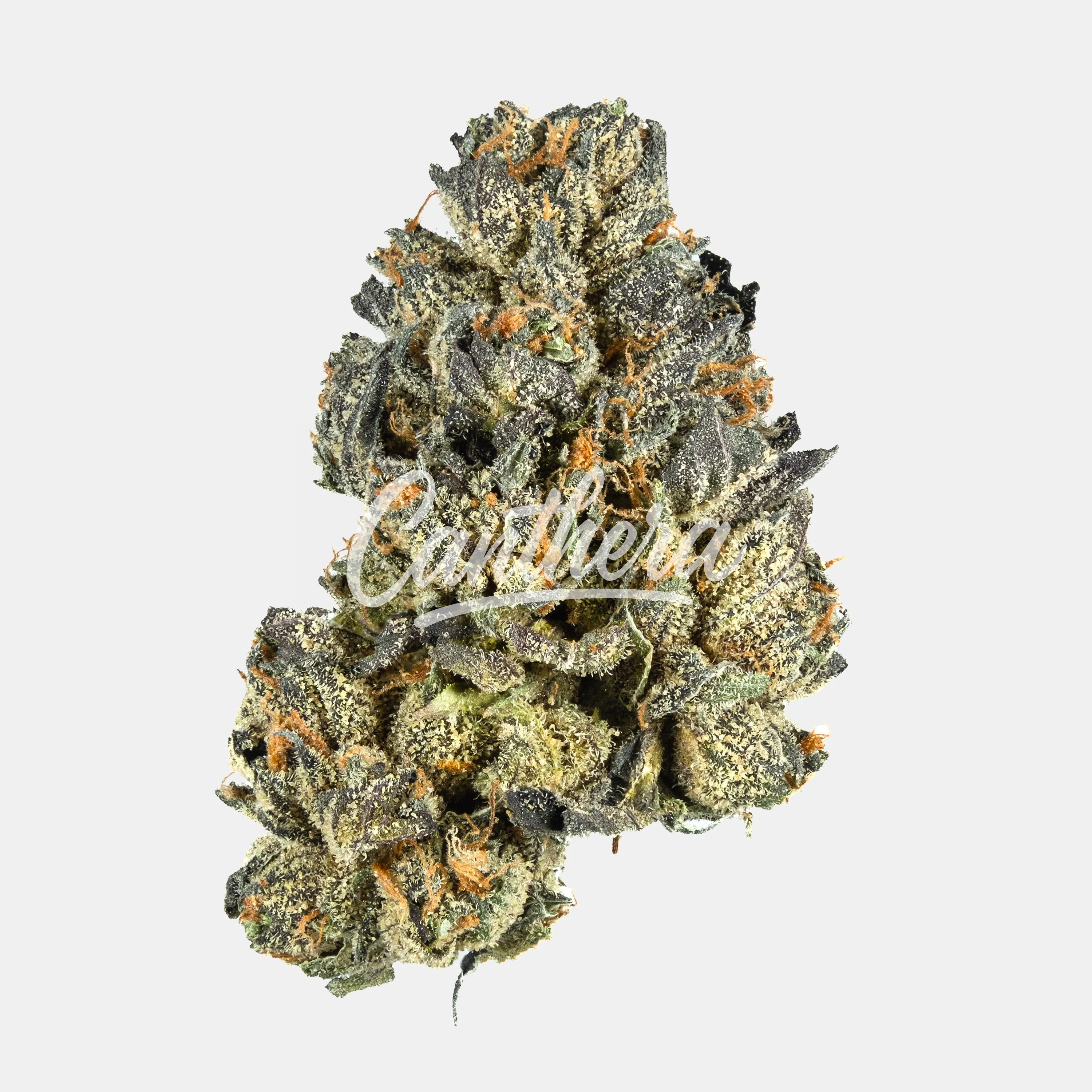 420 Evolution 16/1 CA LCG Lemon Cherry Gelato - Sunset Sherbert x Girl Scout Cookies