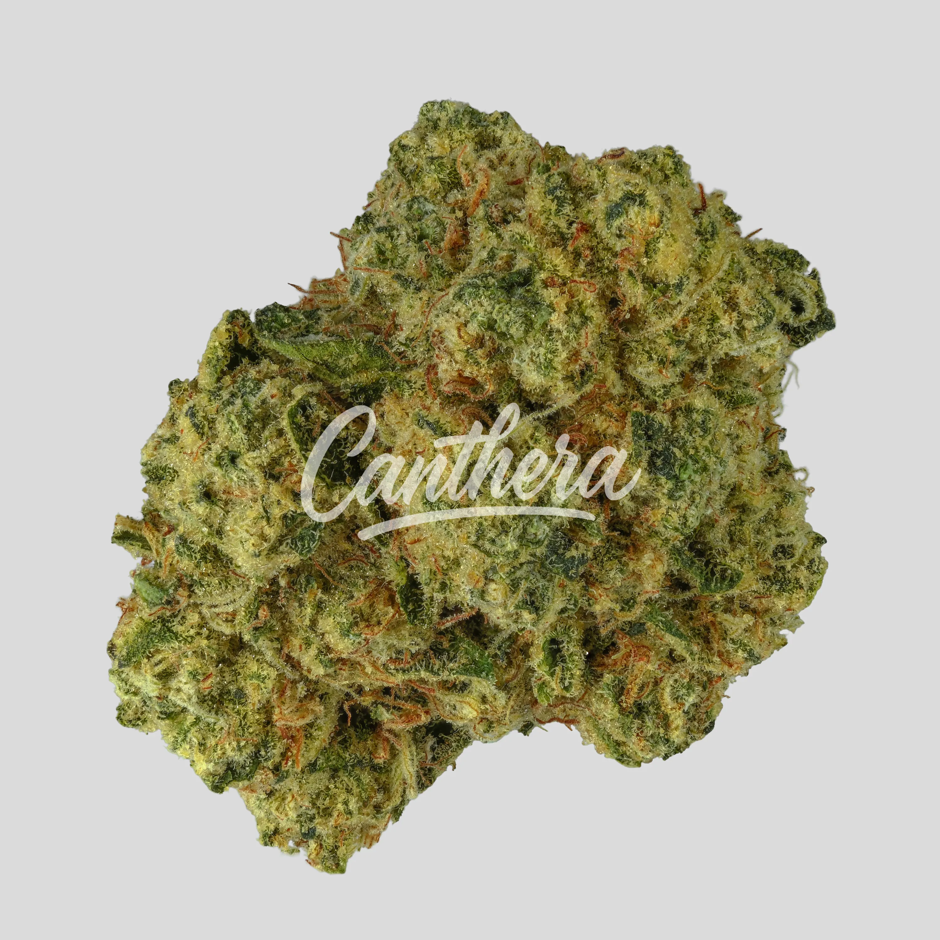 NICE 26/1 LED - Legendary Larry