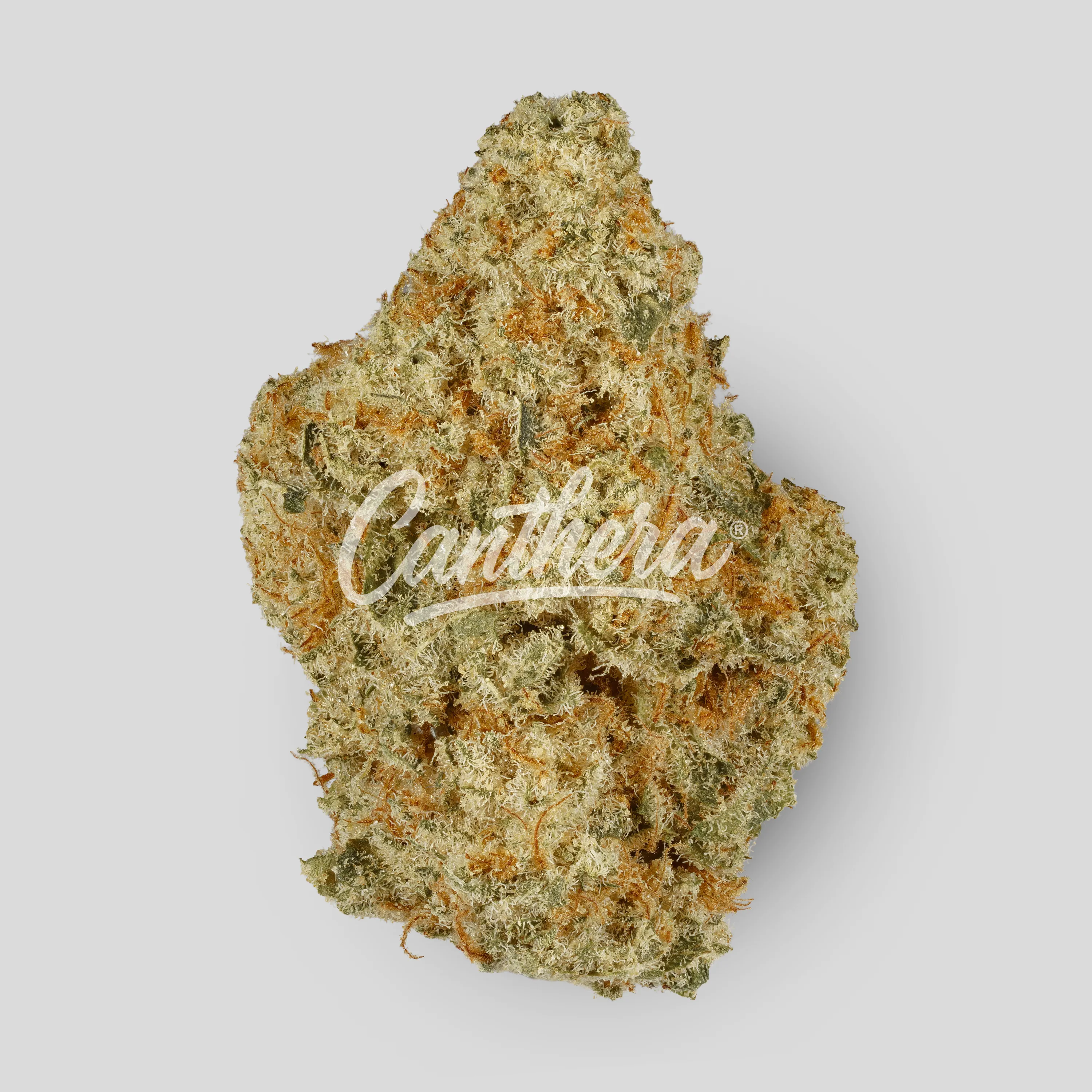 Canify 27/1 CSF Bunatic DP - Bunatic Canify 27/1 CSF Bunatic DP - Bunatic