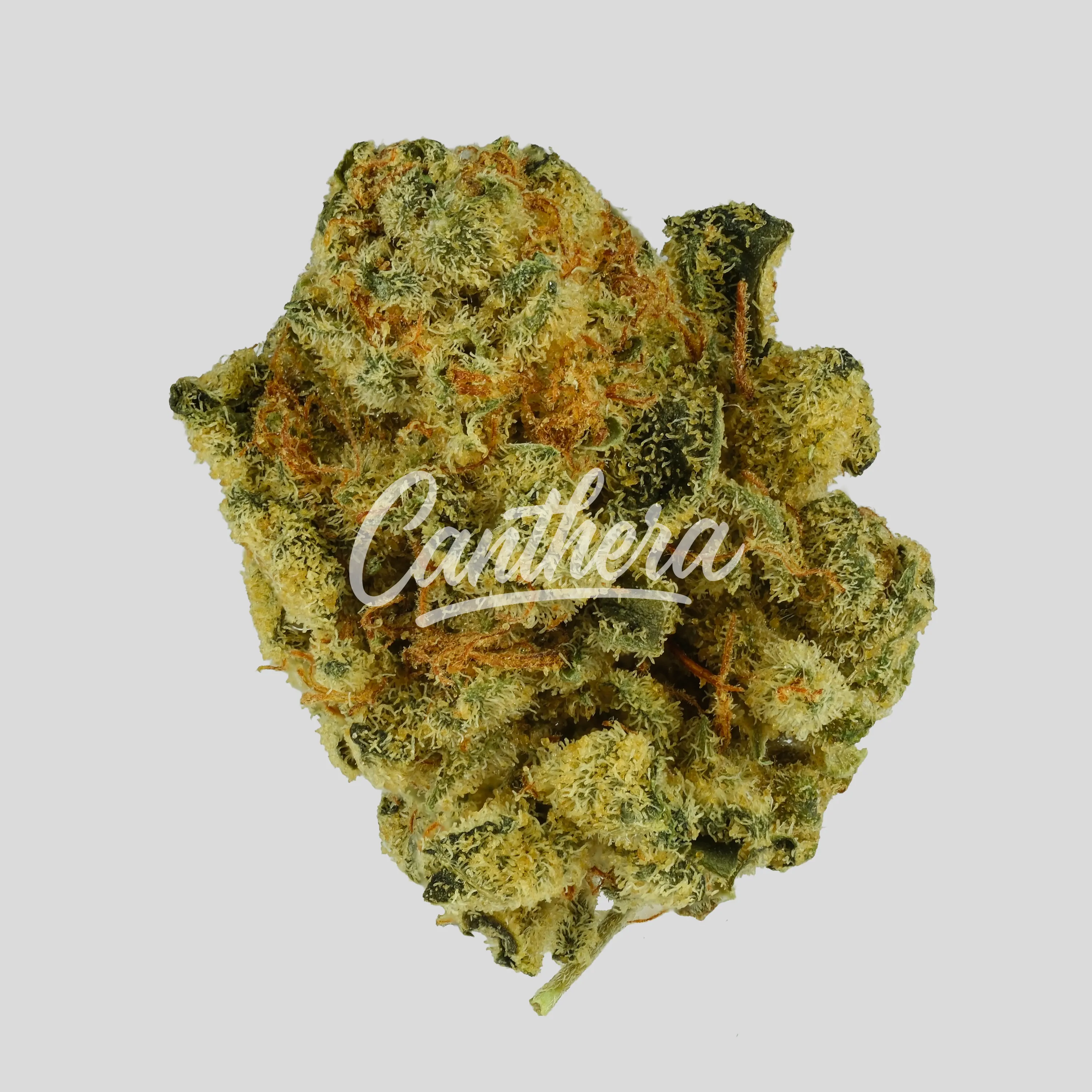 aleph Ruby 24/1 - Kosher Tangie aleph Ruby 24/1 - Kosher Tangie