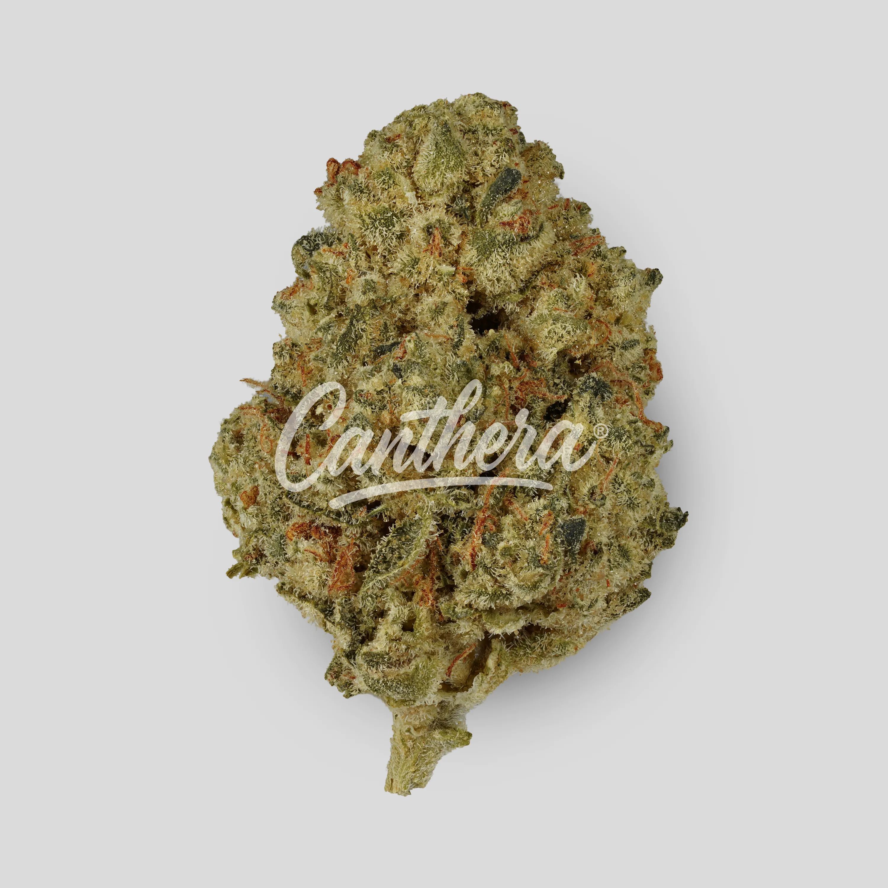 Luana 28/1 - Durban Poison Luana 28/1 - Durban Poison