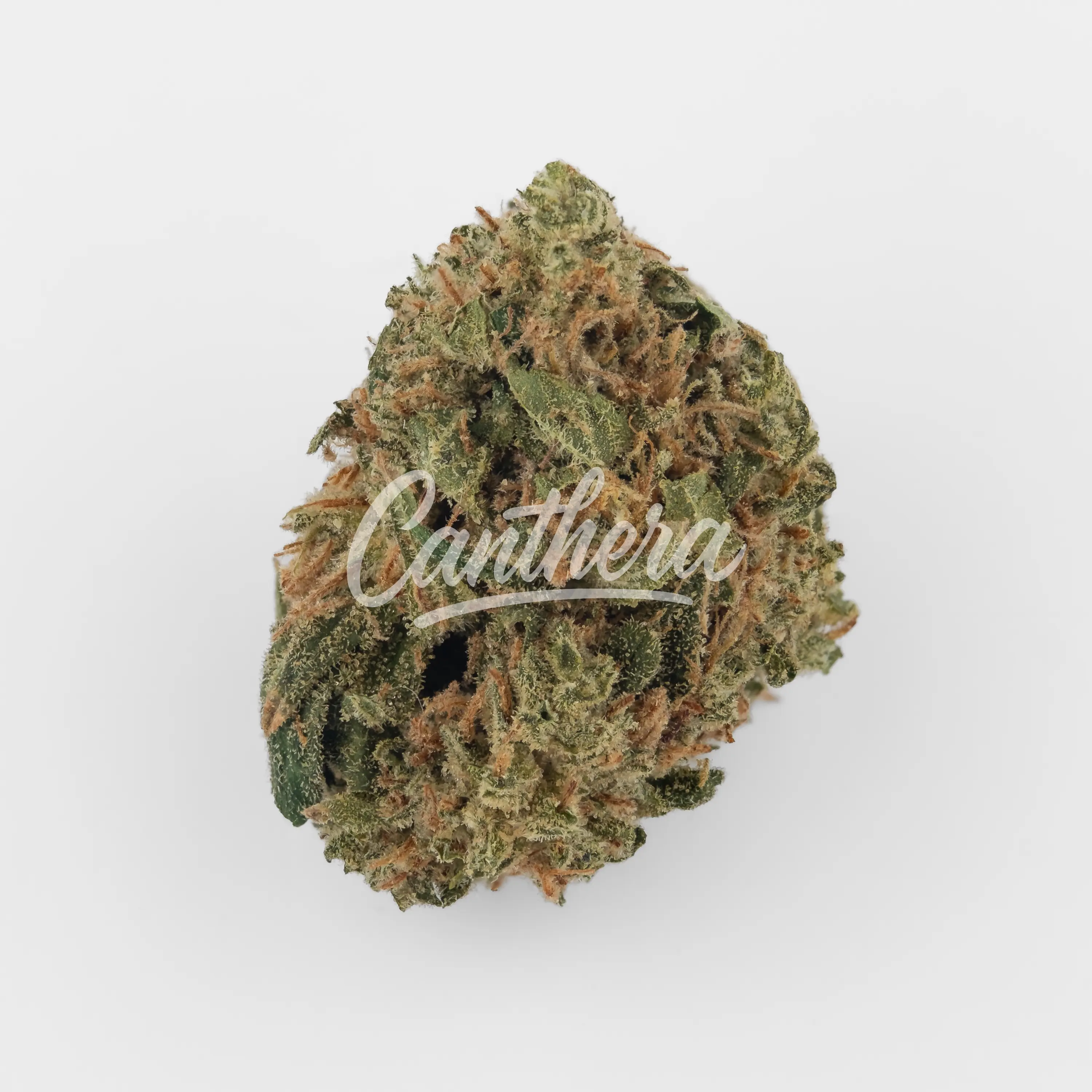 Nahaufnahme einer medizinischen Cannabisblüte