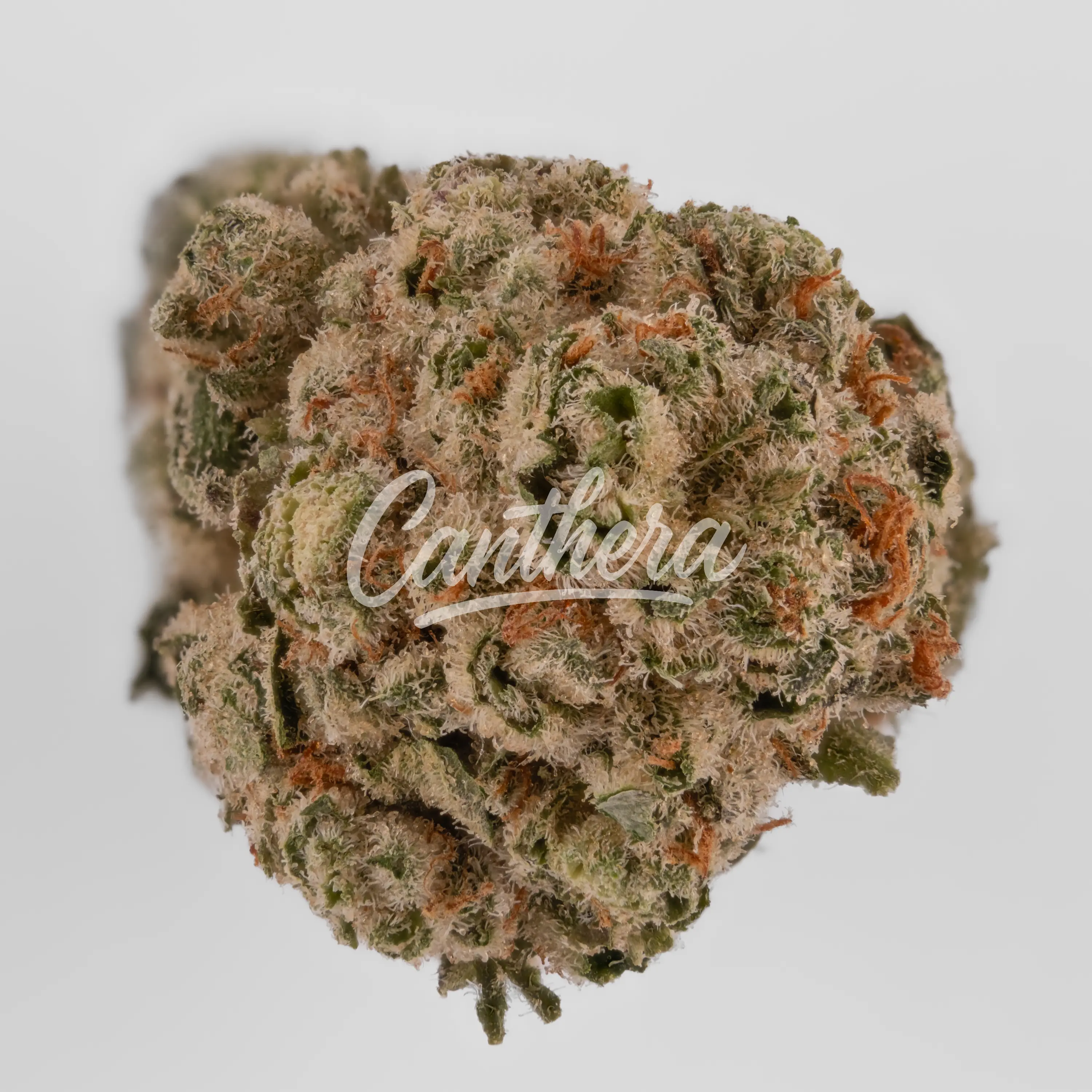 Demecan SC Low Drop - Vanilla Ice Nahaufnahme einer medizinischen Cannabisblüte