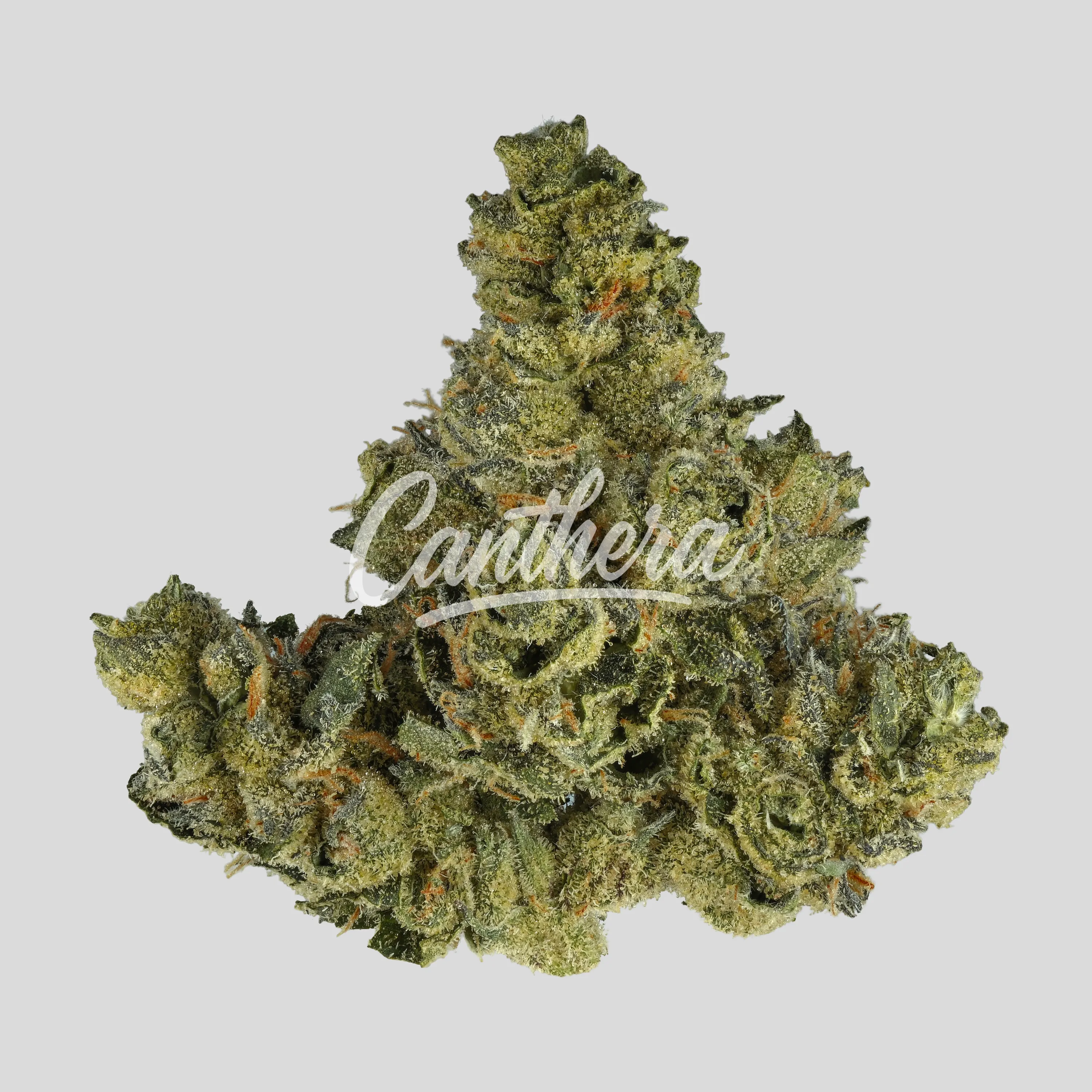 Bathera 20/1 PMM Permanent Midnight