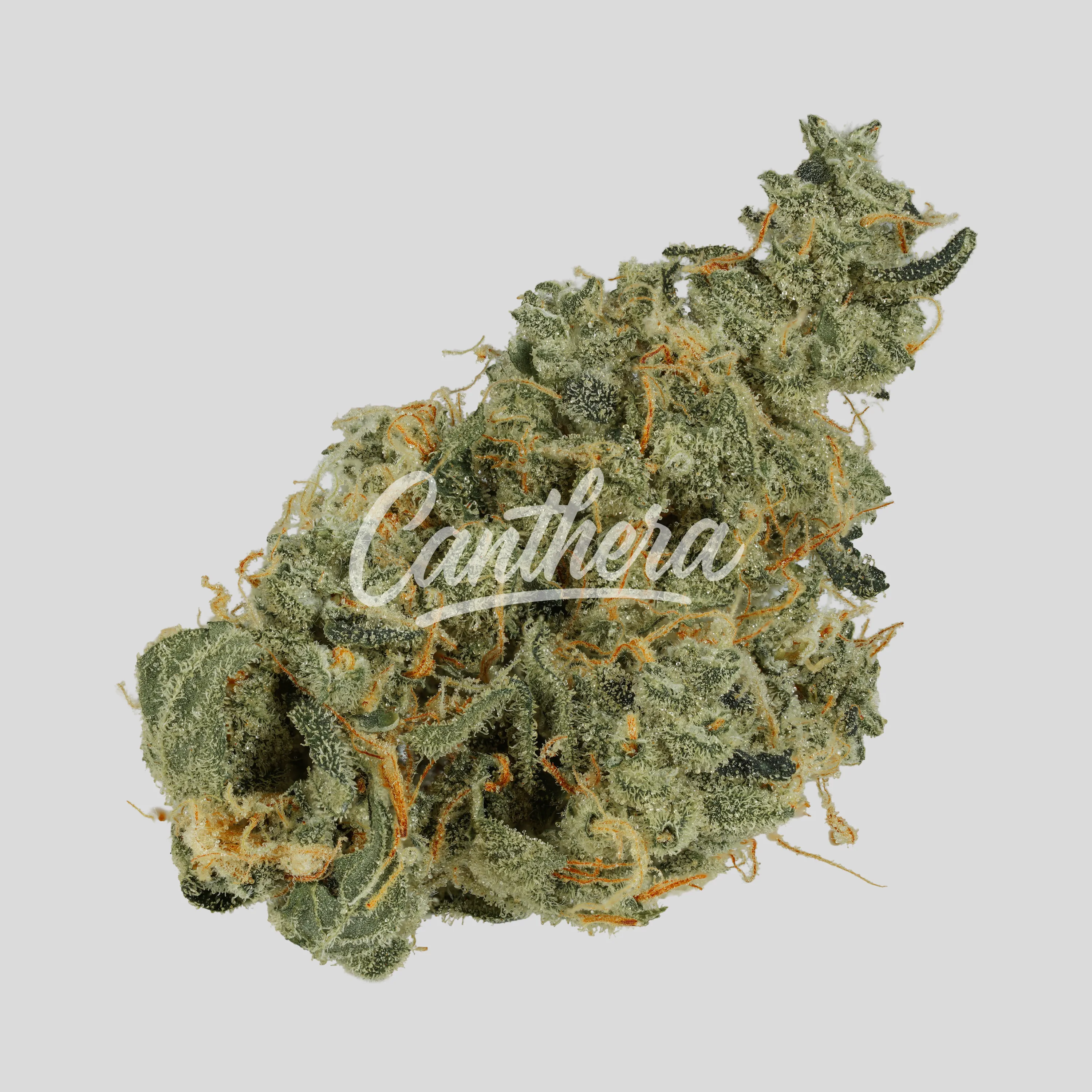 Bathera 25/1 GMO smalls - GMO Bathera 25/1 GMO smalls - GMO