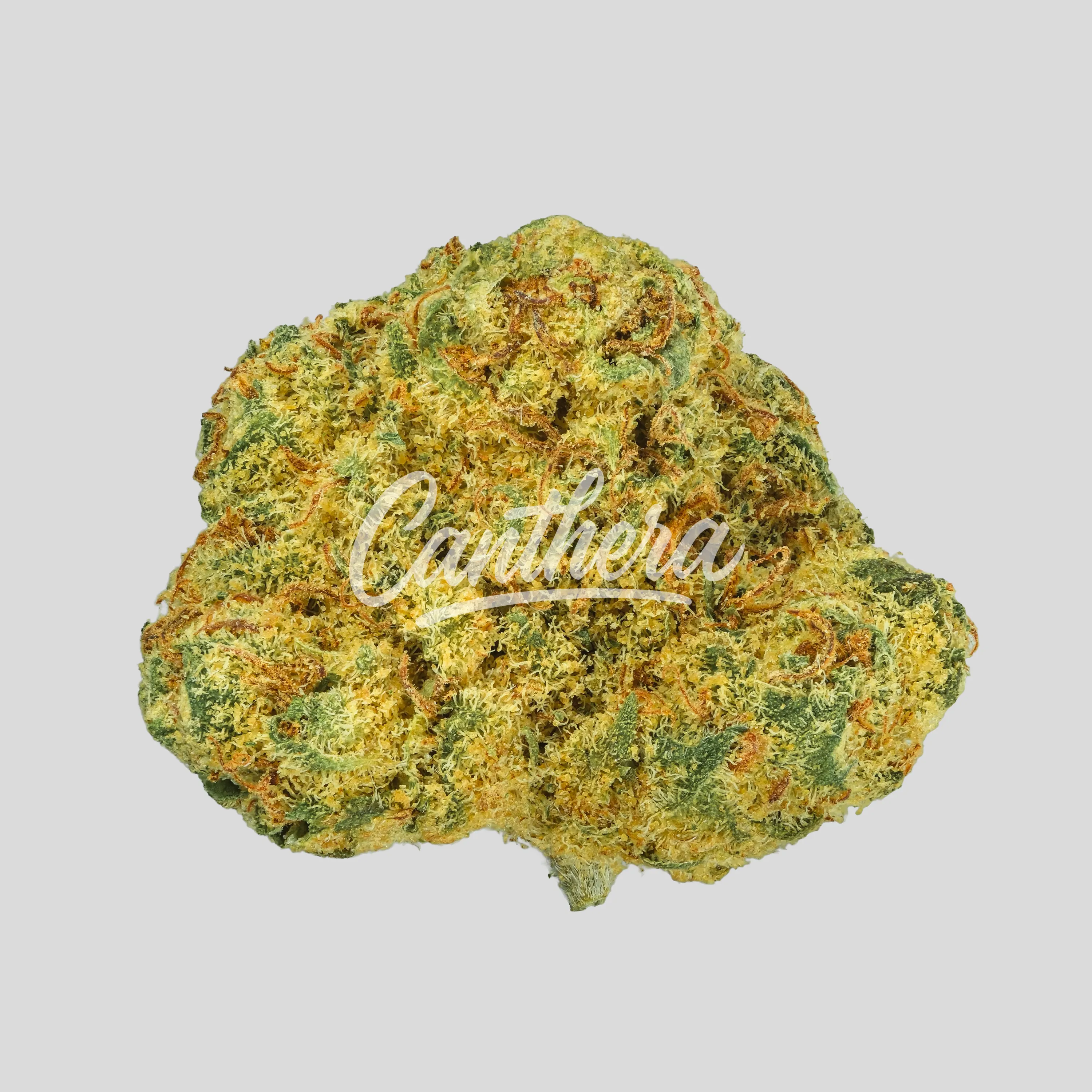 Weeco 22/1 KIKU - Kings Kush