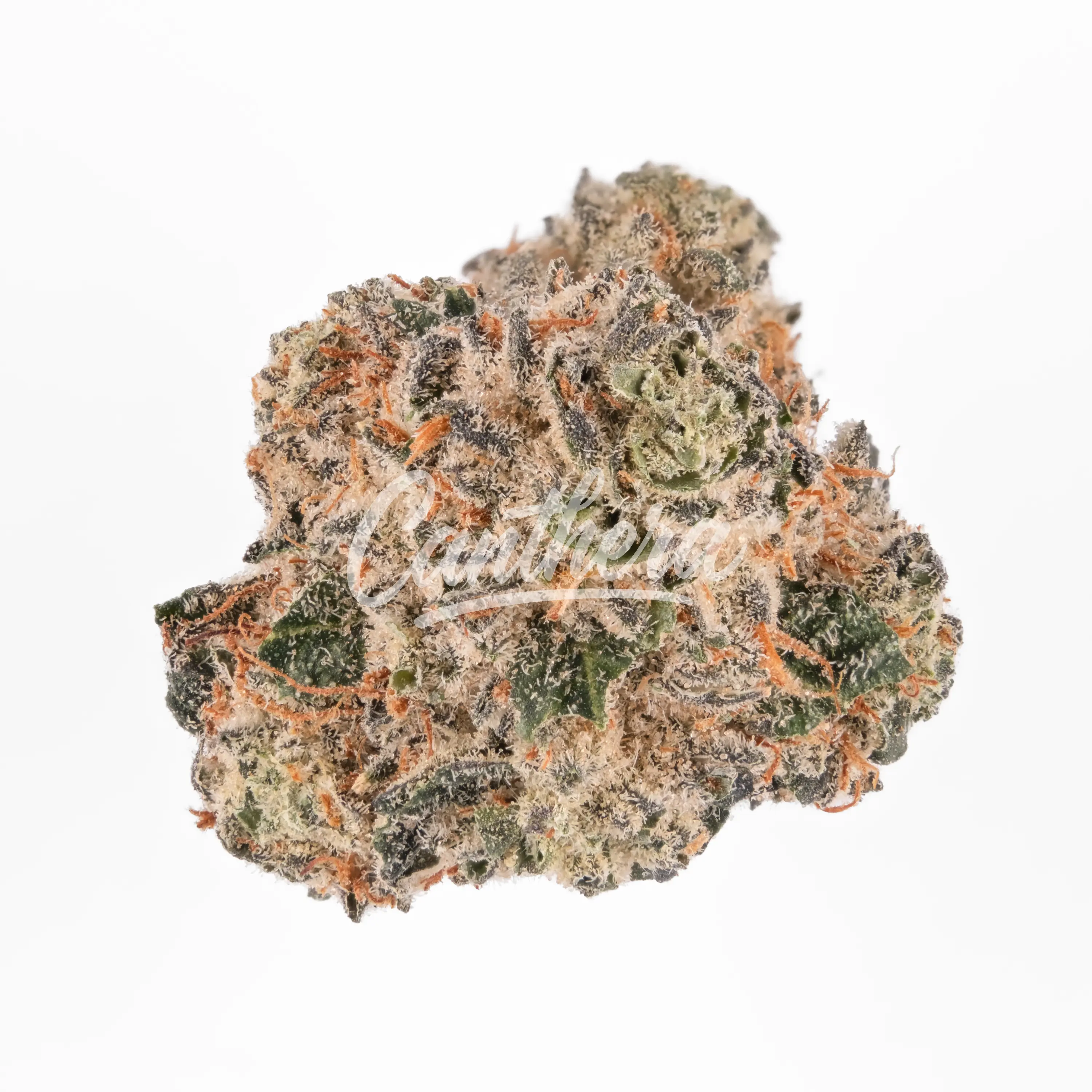 Pedanios 31/1 CMK-CA - Chemango Kush Pedanios 31/1 CMK-CA - Chemango Kush