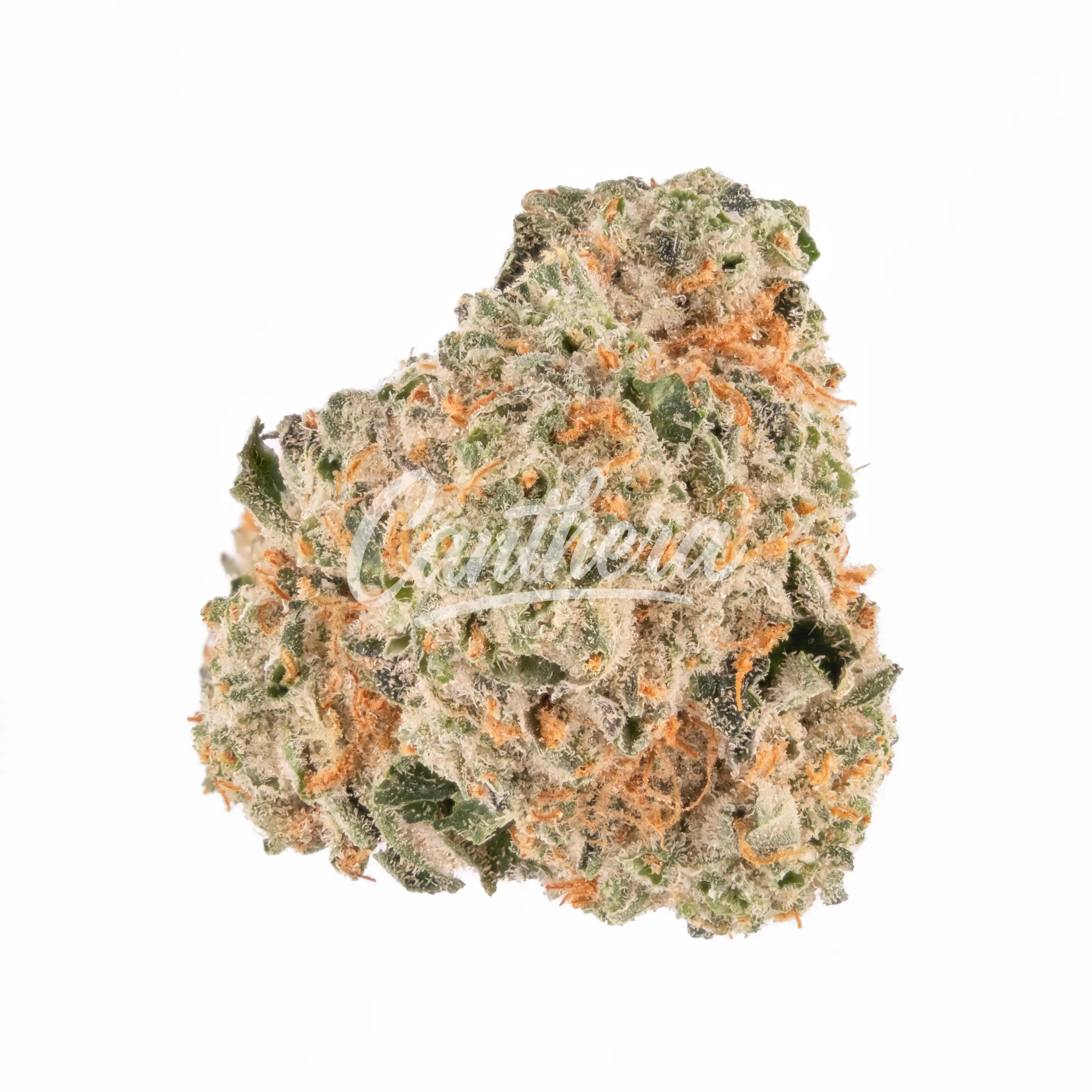 Demecan Core Cross 26/1 Crossbow Demecan Core Cross 26/1 Crossbow