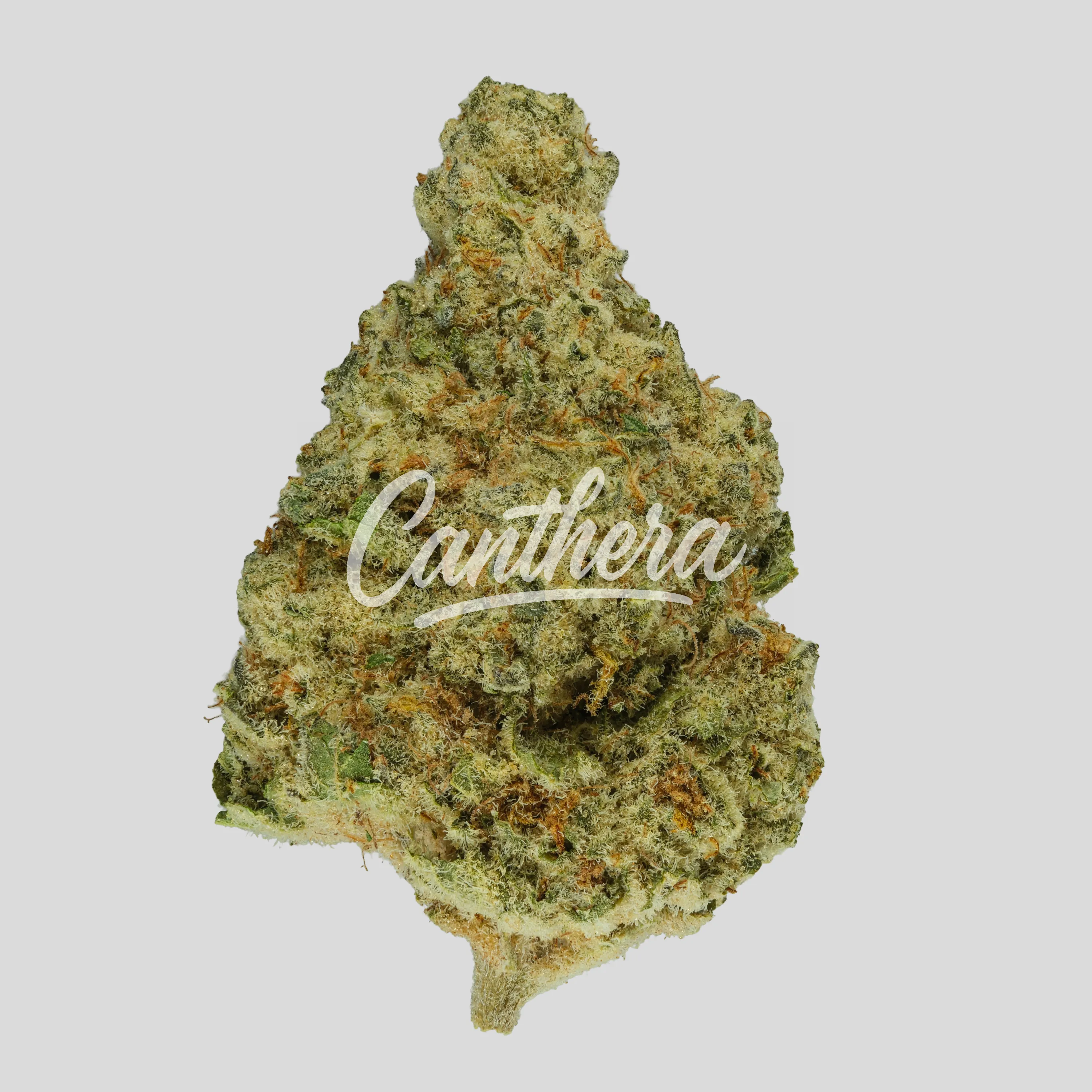 Luana Electric 24/1 - Bashengo