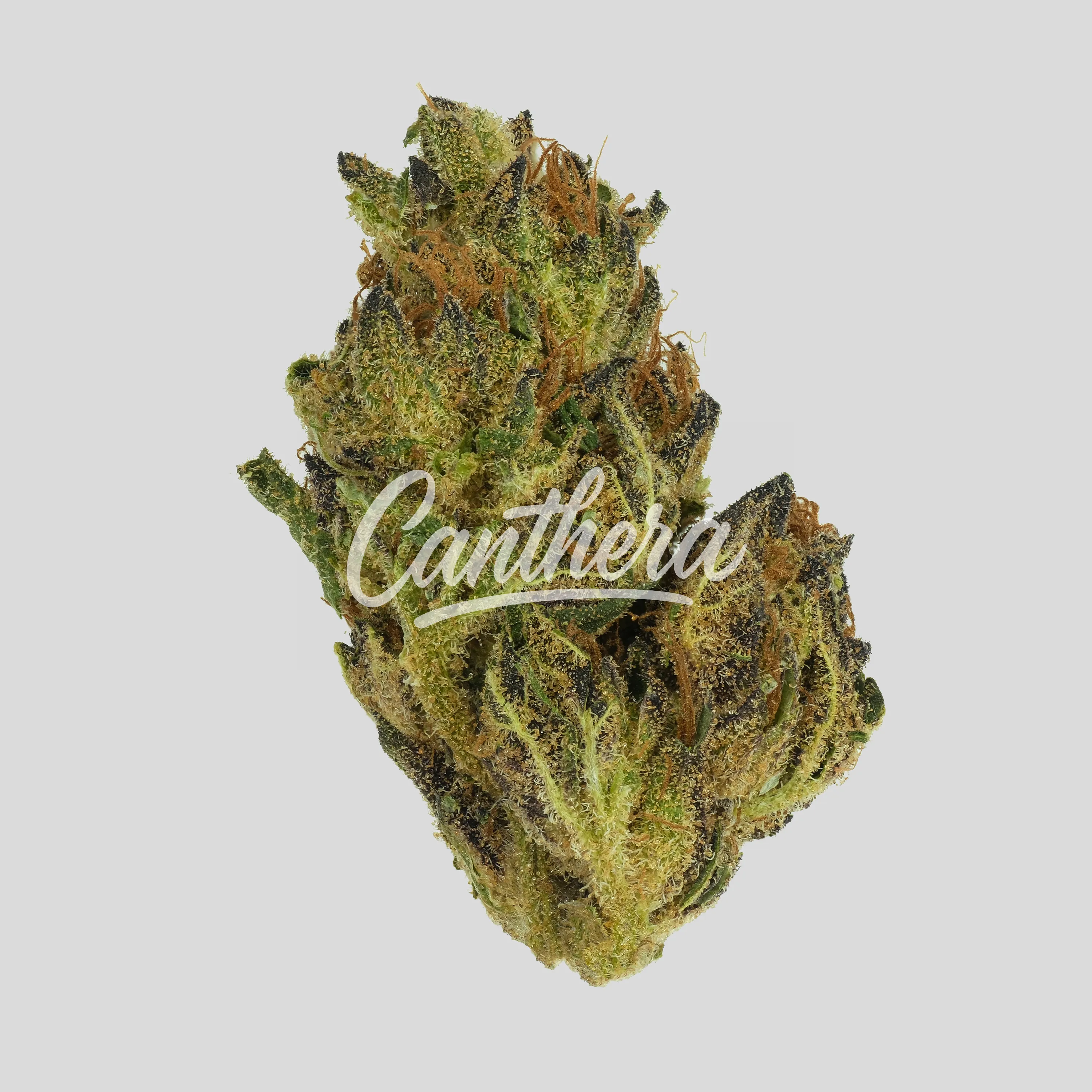 Luana 16/1 MAC - Miracle Alien Cookies