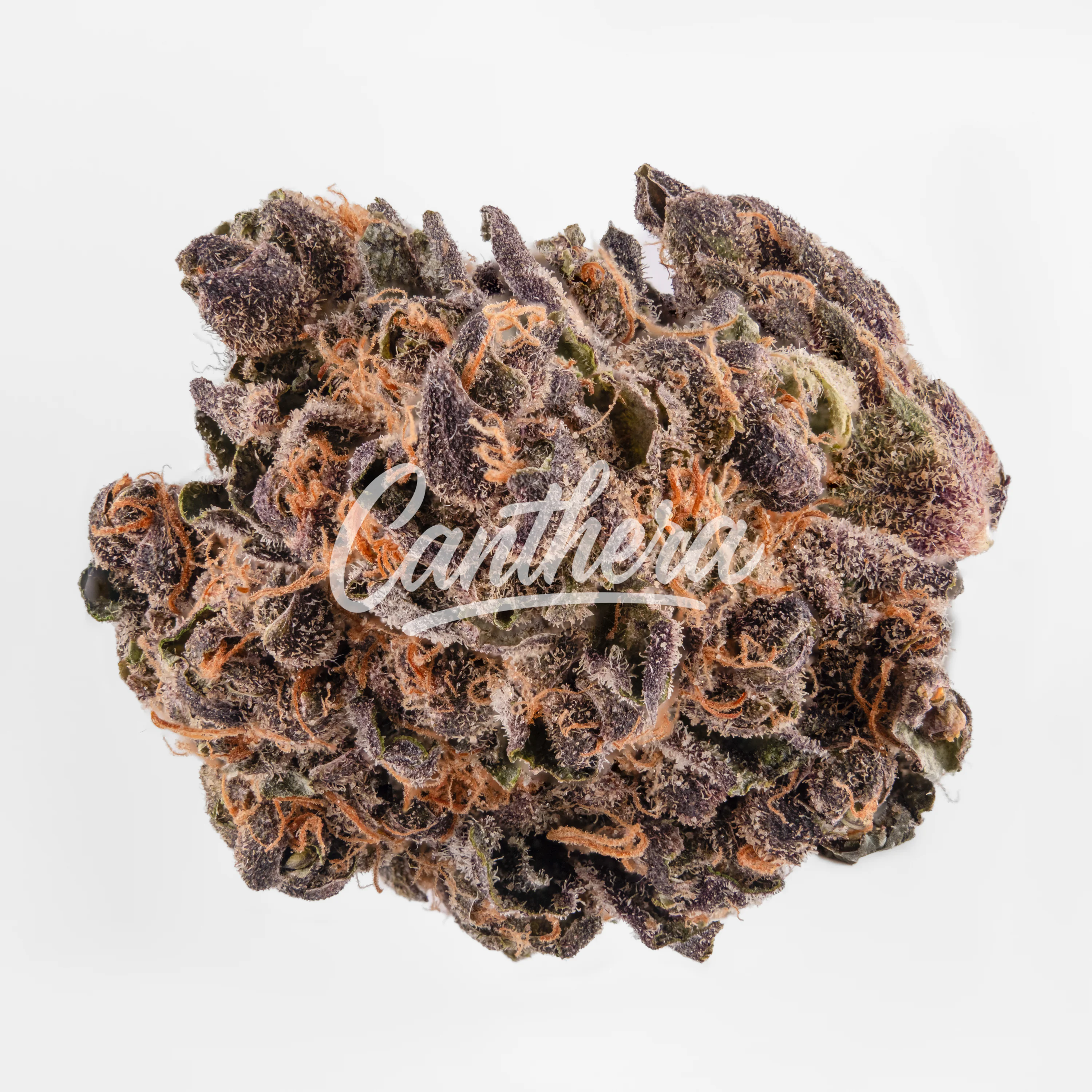 420 Natural 16/1 CA TRP Tropicana Cookies 420 Natural 16/1 CA TRP Tropicana Cookies