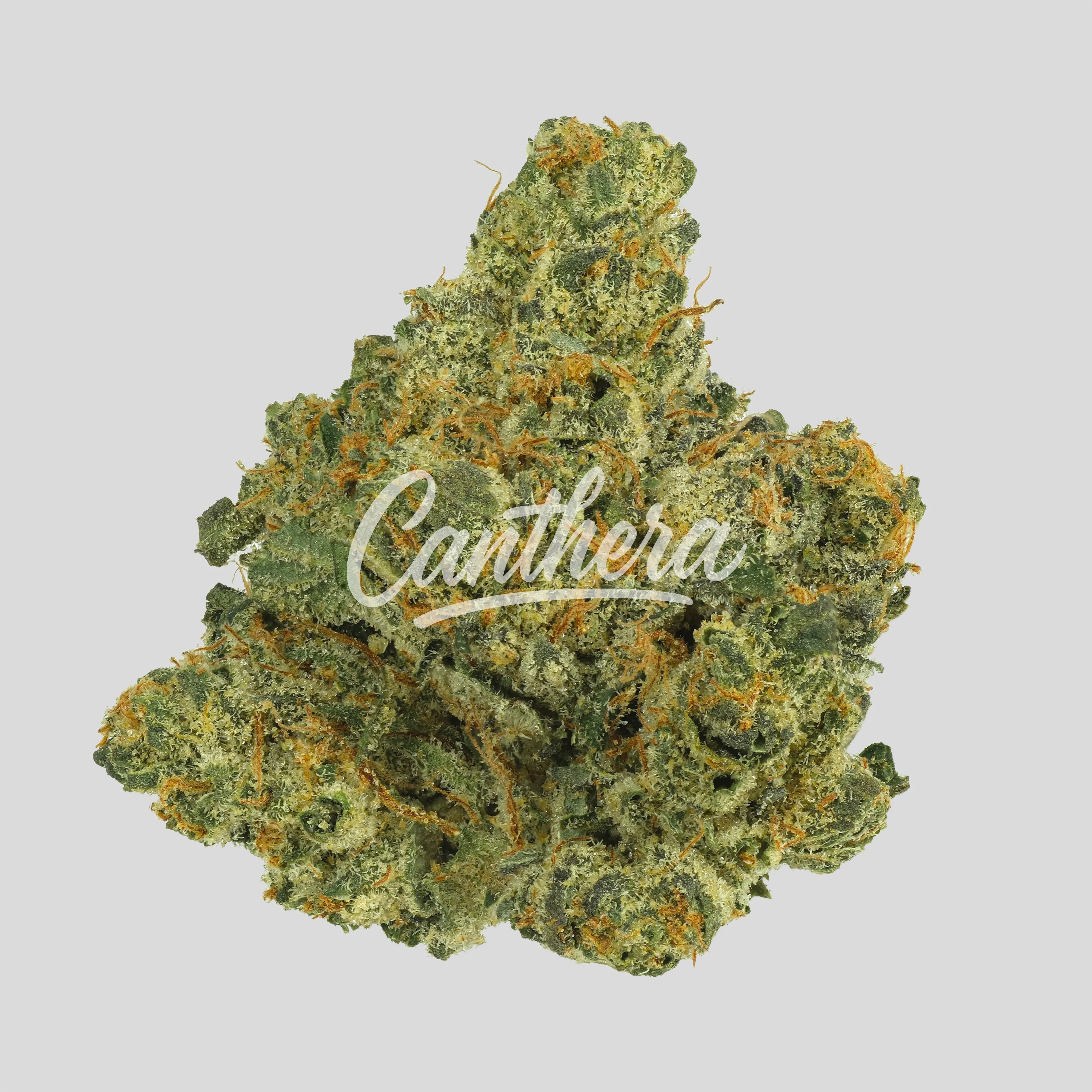 Beacon PK T22 - Pink Kush