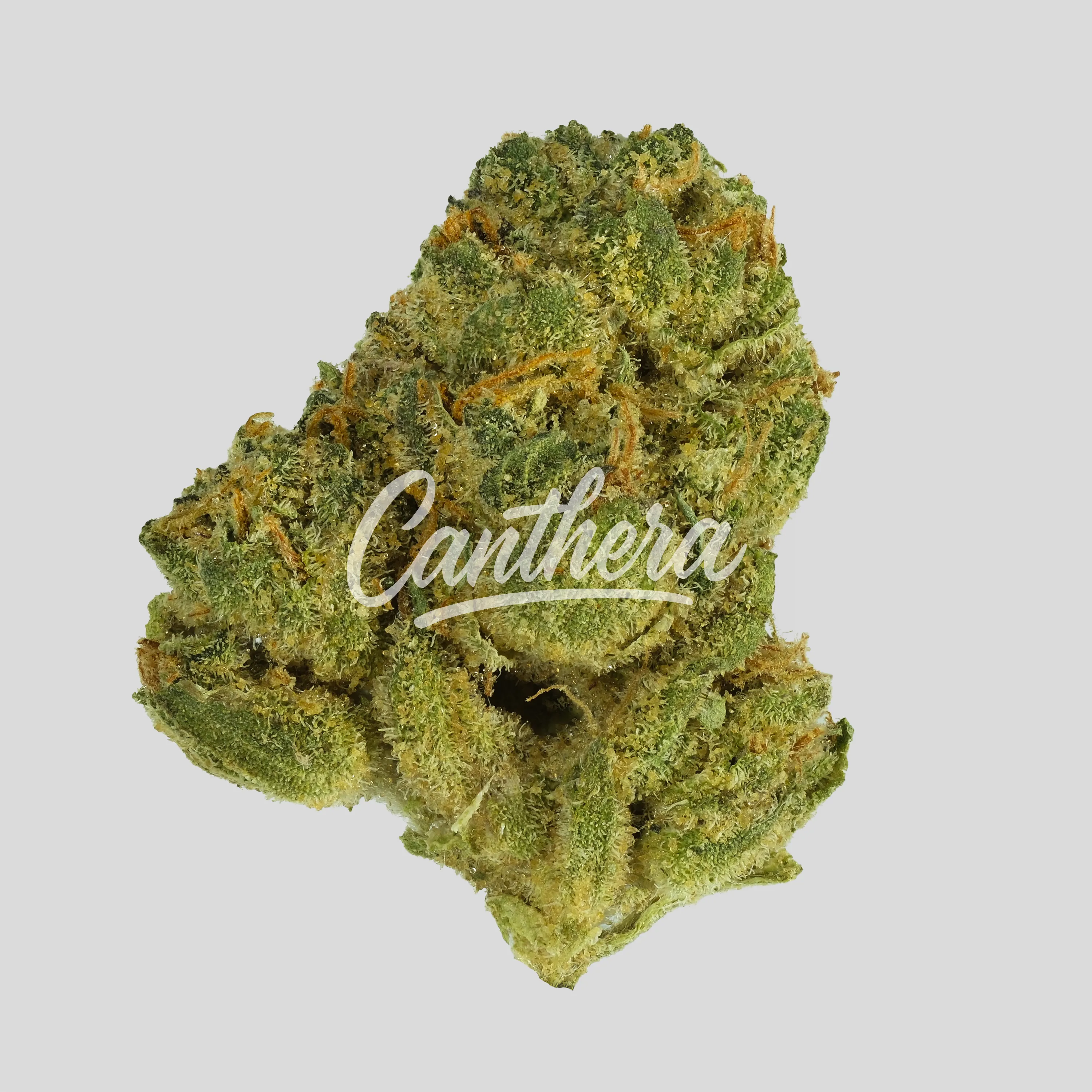 Canopy KMI 28 - Kush Mints