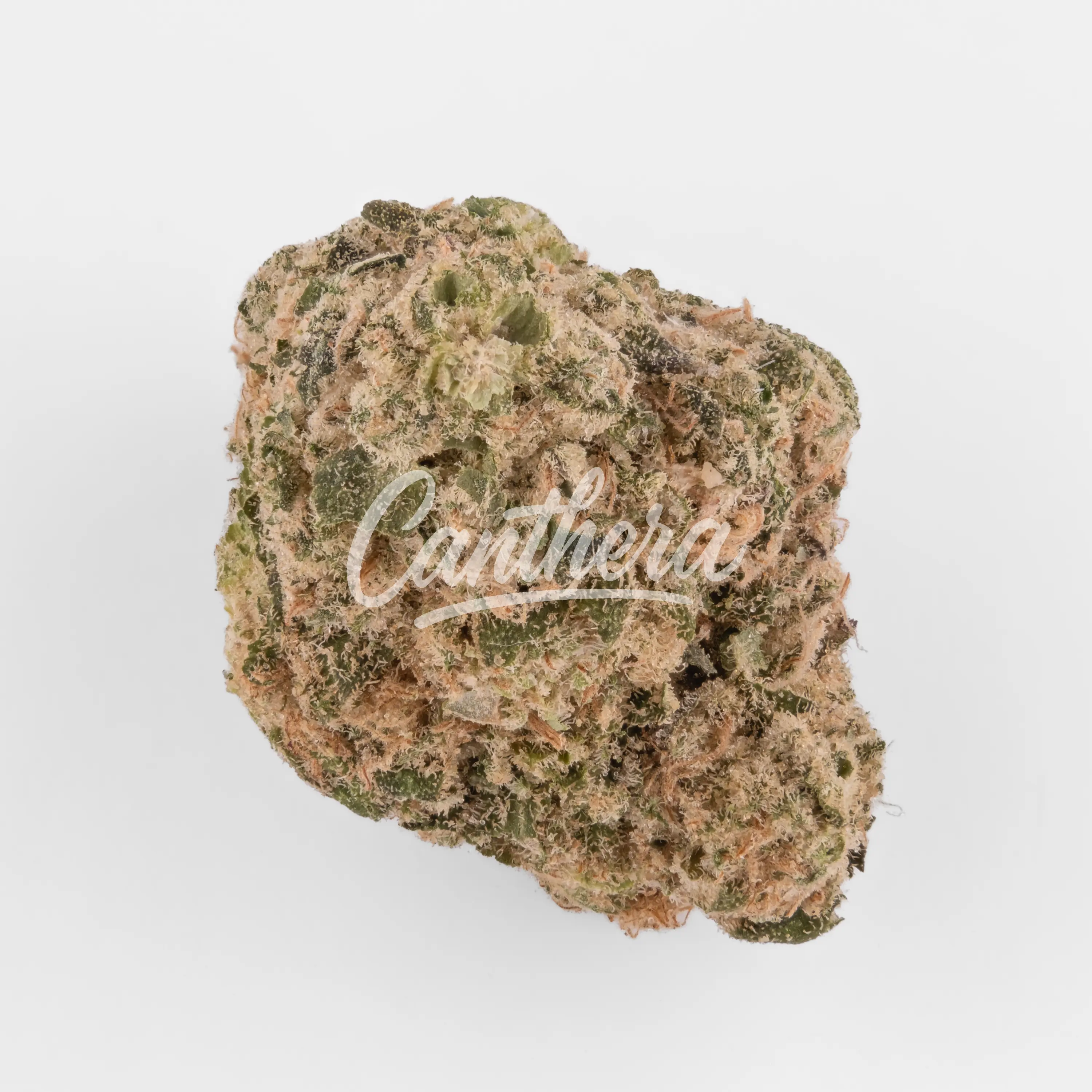 Green Karat SD 30/1 - Supreme Diesel Nahaufnahme einer medizinischen Cannabisblüte