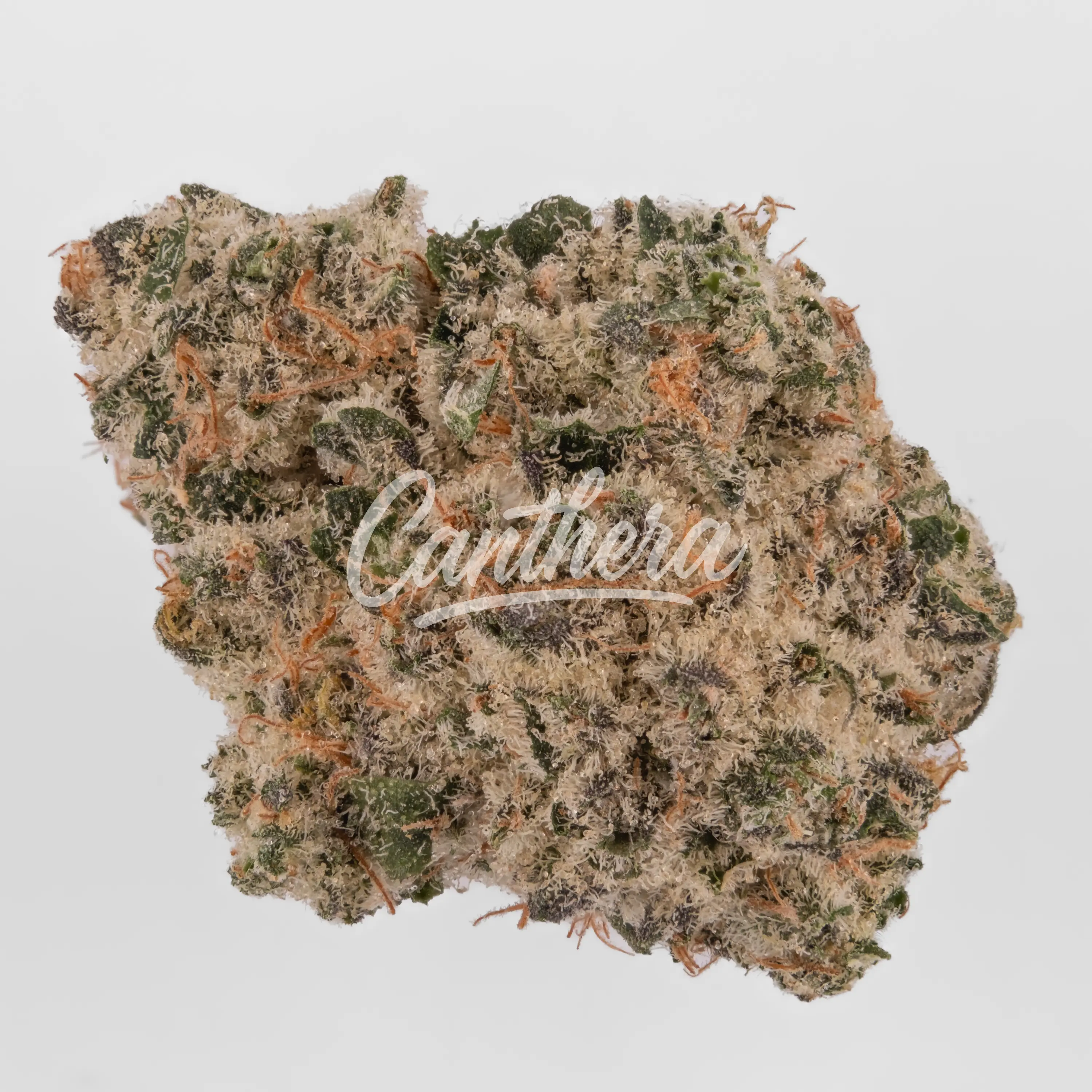 Demecan CRAFT Walkie Talkie 31:01 - Sugar Cake Nahaufnahme einer medizinischen Cannabisblüte