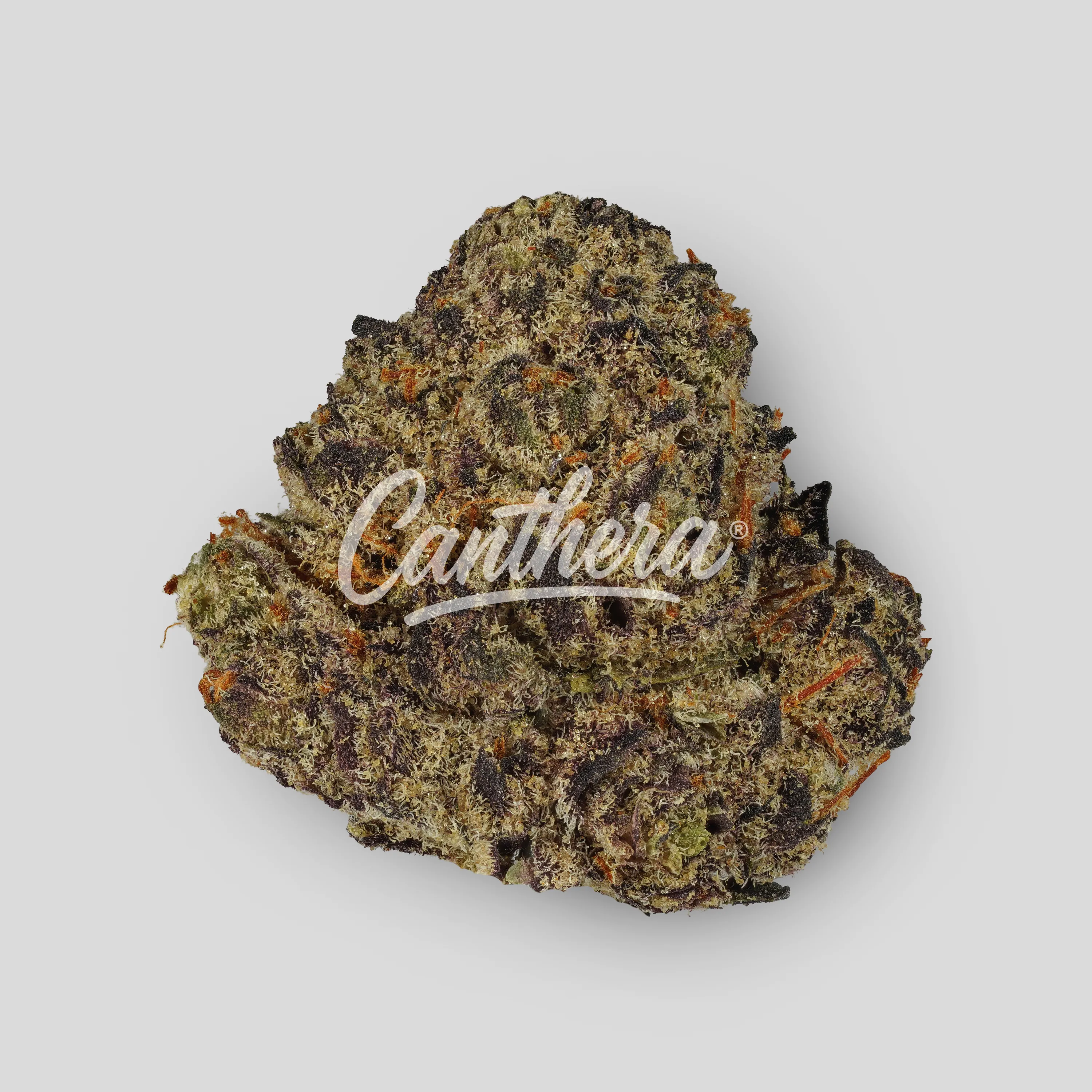 Phcann Exotics 30/1 Black Amber