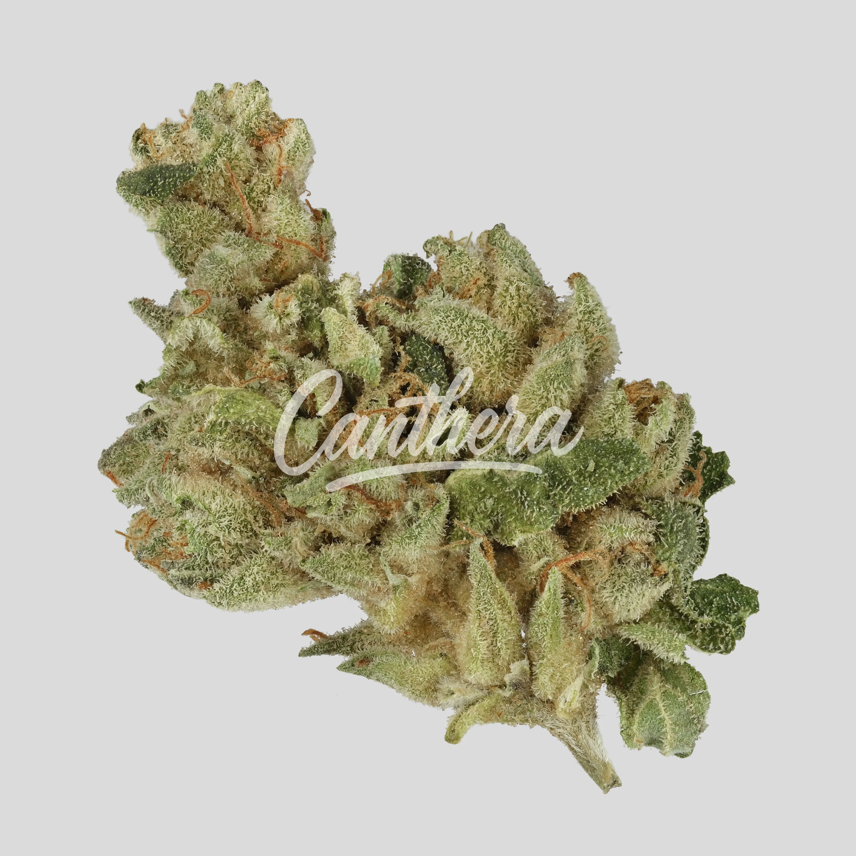 Demecan Core Veloz 27:01 - Power