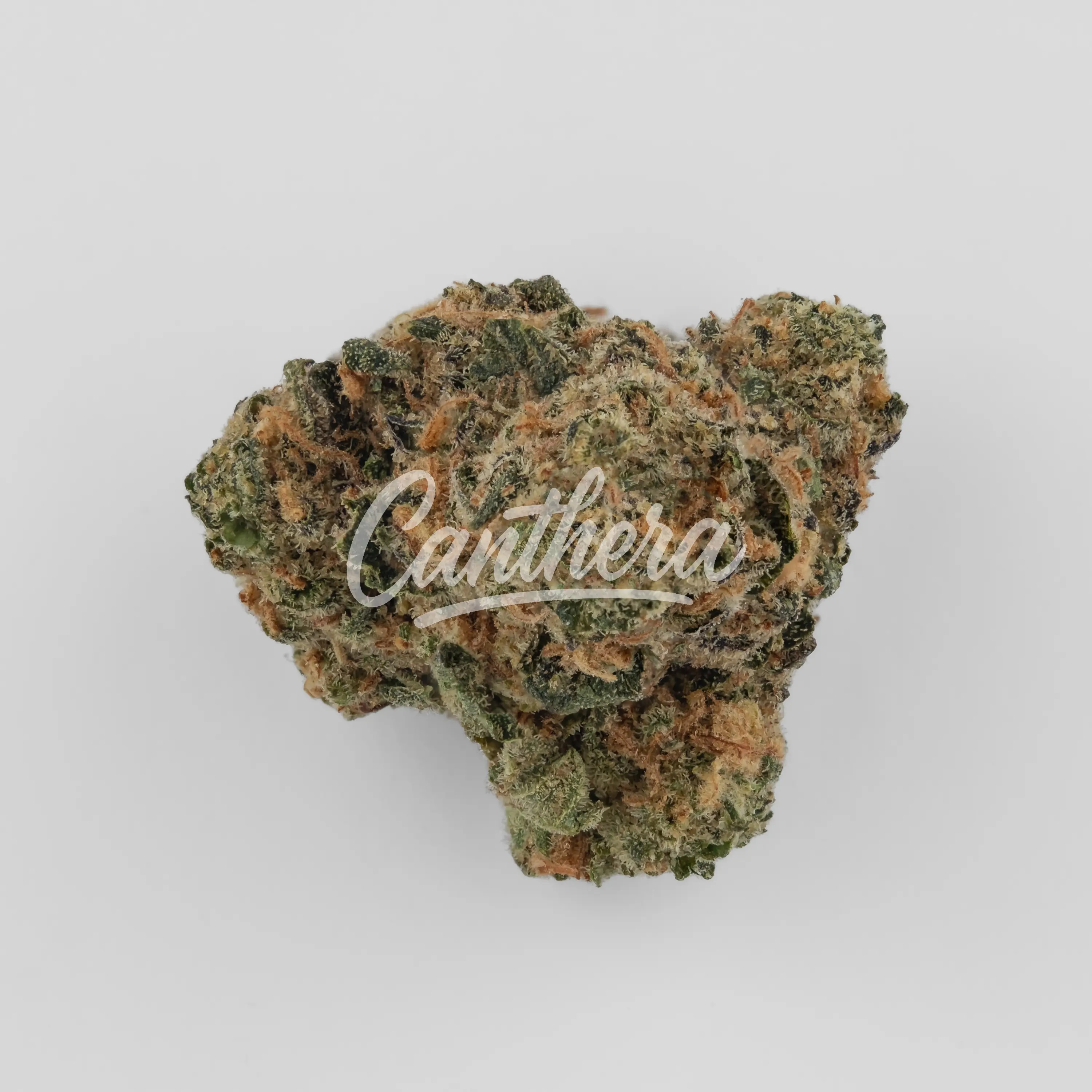 Nahaufnahme einer medizinischen Cannabisblüte