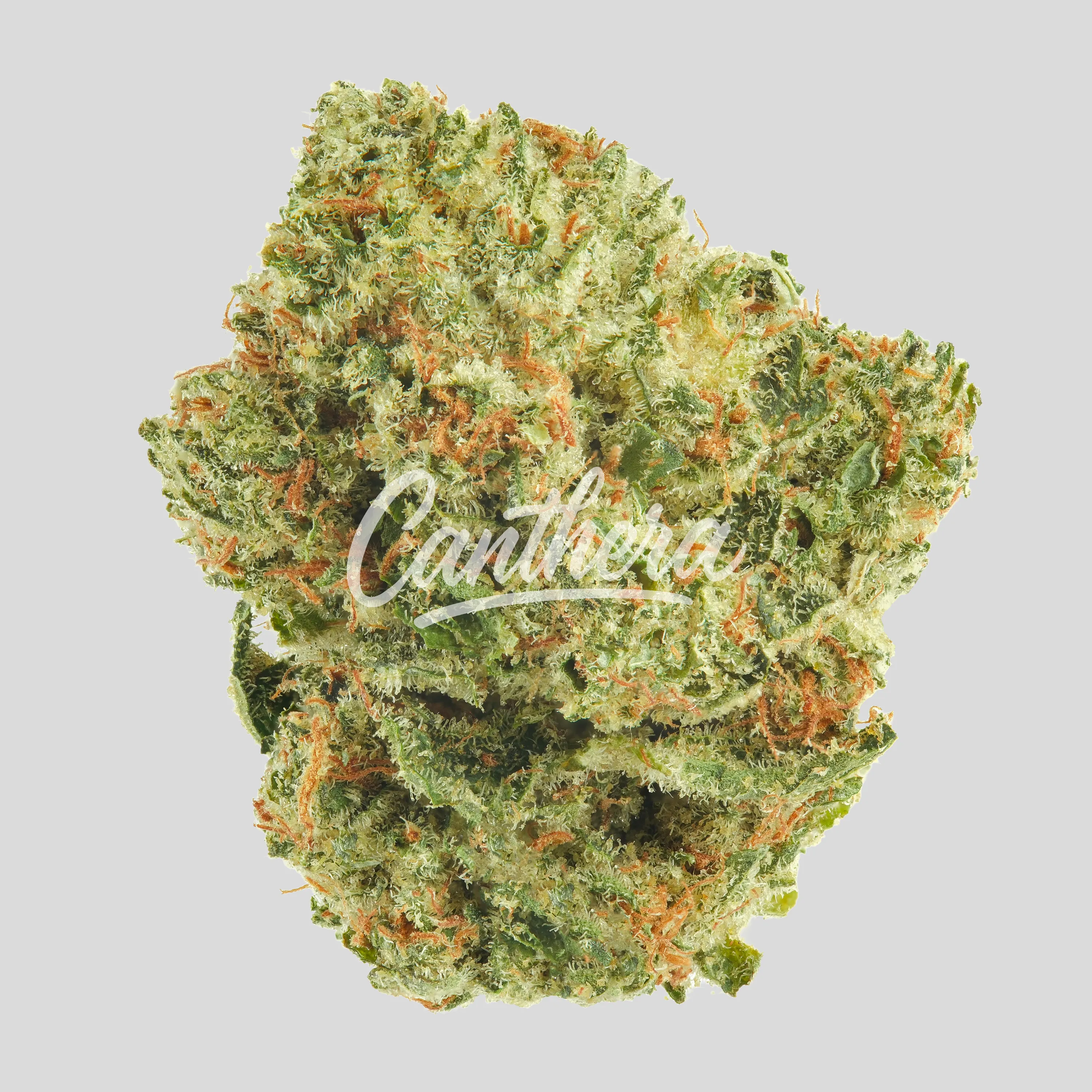 Huala 22/1 CA GRF Grape Face