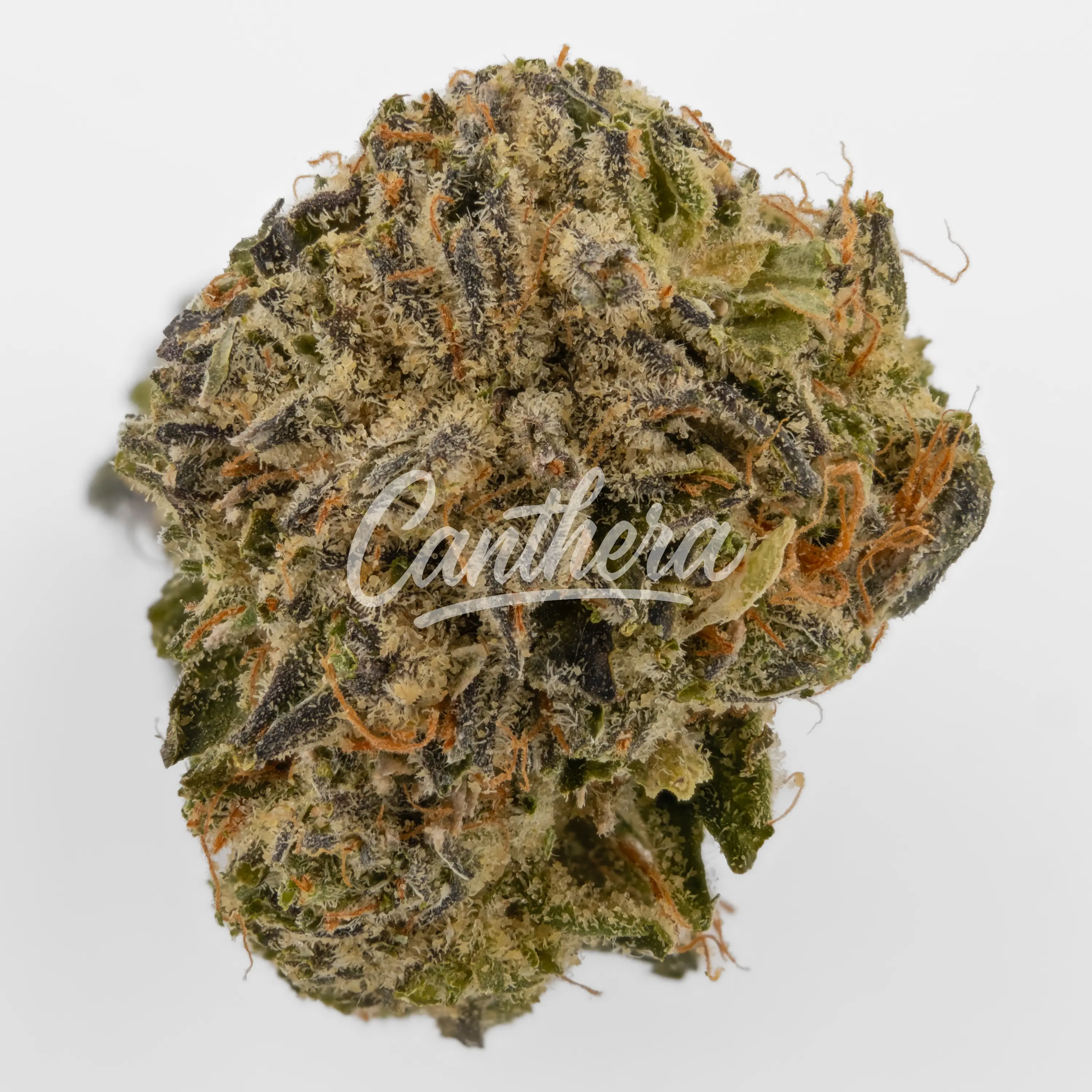 Nahaufnahme einer medizinischen Cannabisblüte